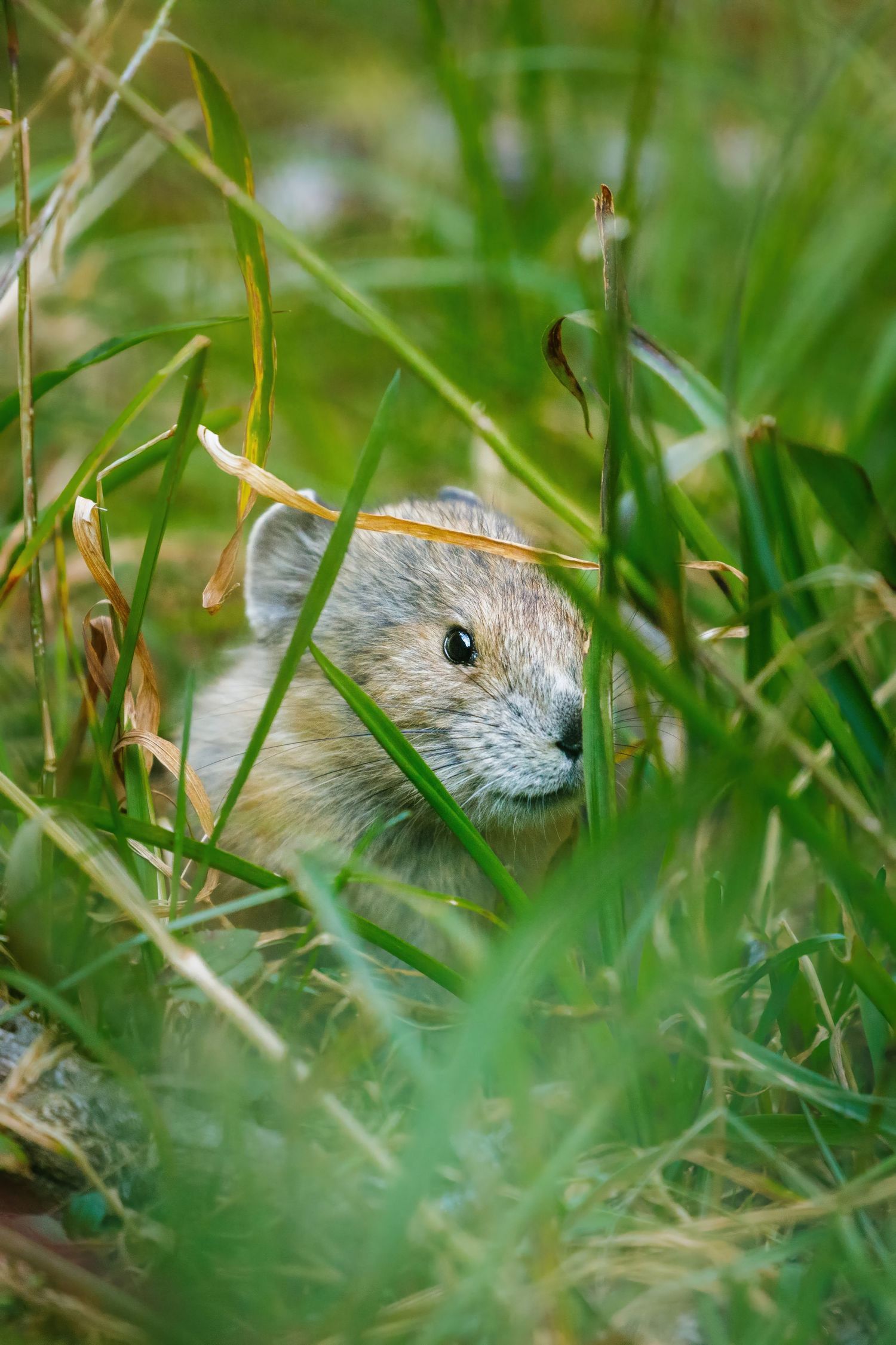 A tiny mouse peeking through green grass blades in a field.
