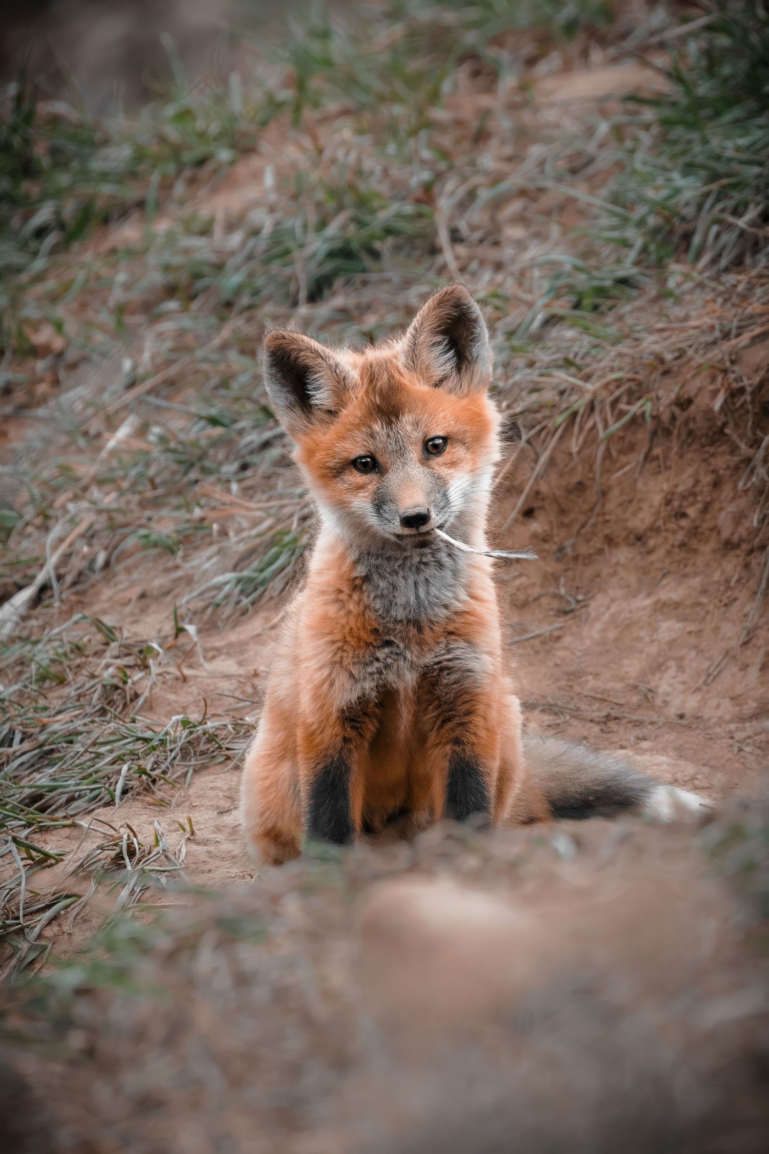 Young red fox kit peering curiously from its den in the dirt.
