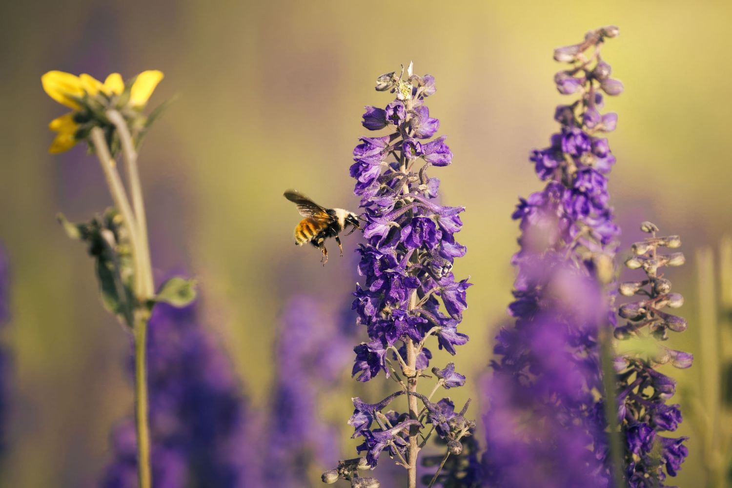 A bumblebee hovers near purple delphinium flowers in a garden setting.
