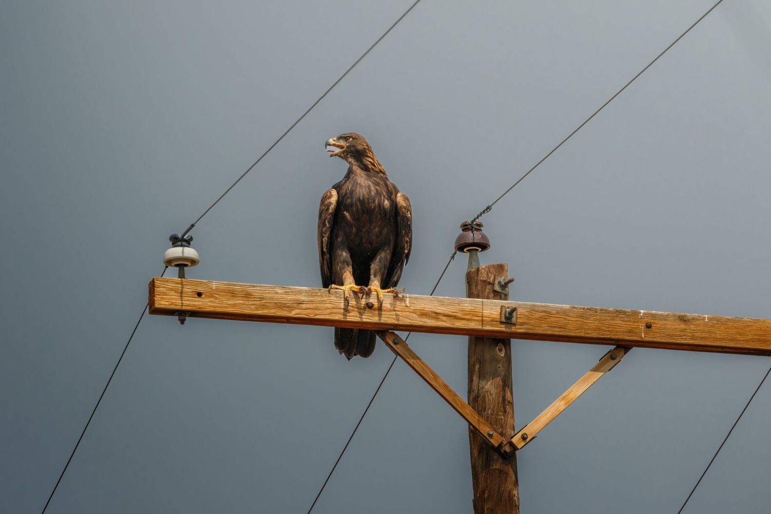 Multiple bald eagles resting on wooden power line crossbeams in winter landscape.