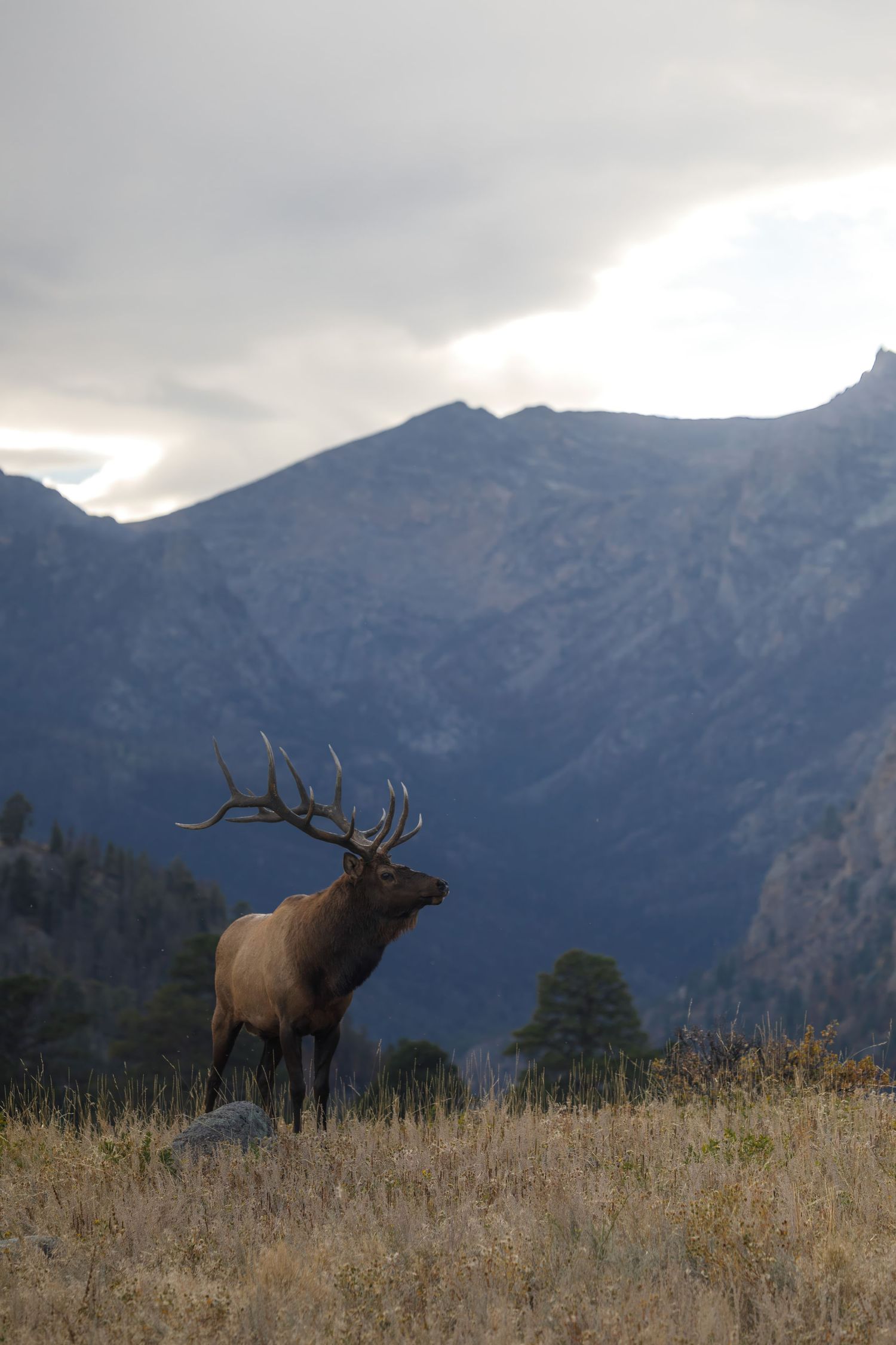 Elk silhouetted against mountainous landscape during sunset with dramatic cloudy sky.