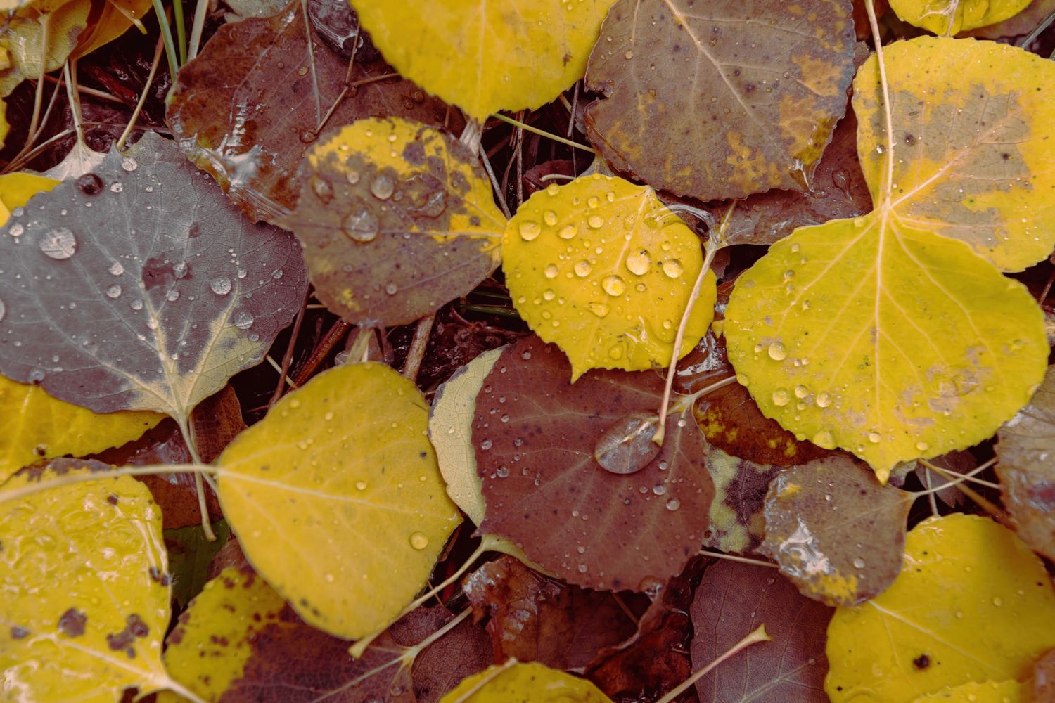Wet yellow and brown aspen leaves create a natural pattern on the ground during autumn.