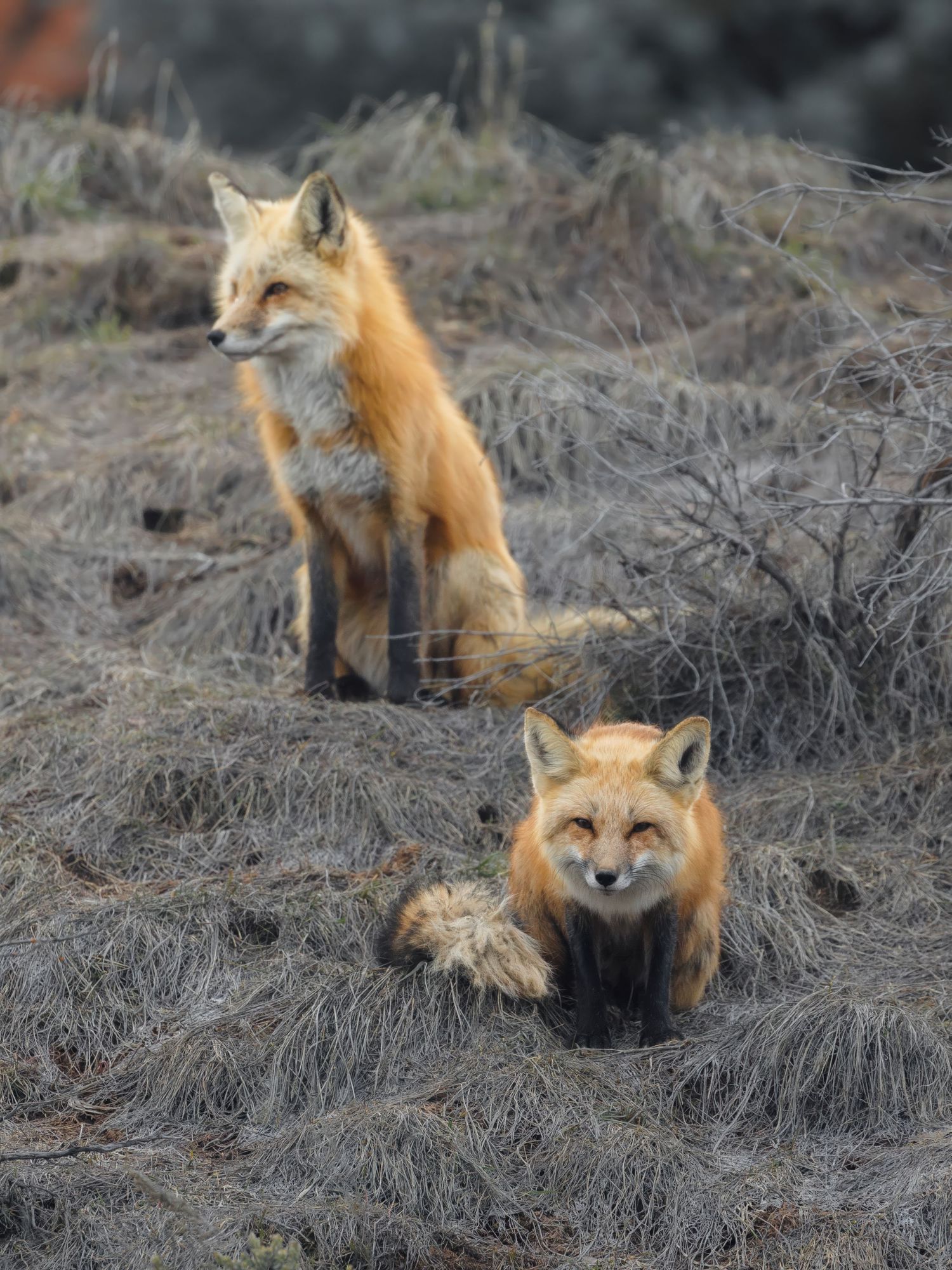 Red foxes playing and hunting in dried grass during winter.