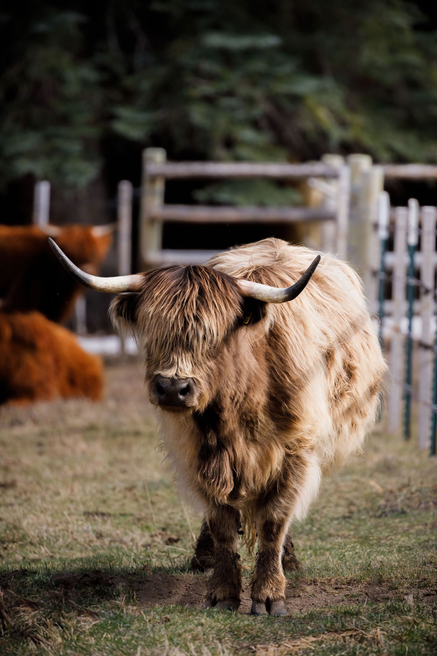 Highland cattle with distinctive horns and shaggy coat walking near a wooden fence.