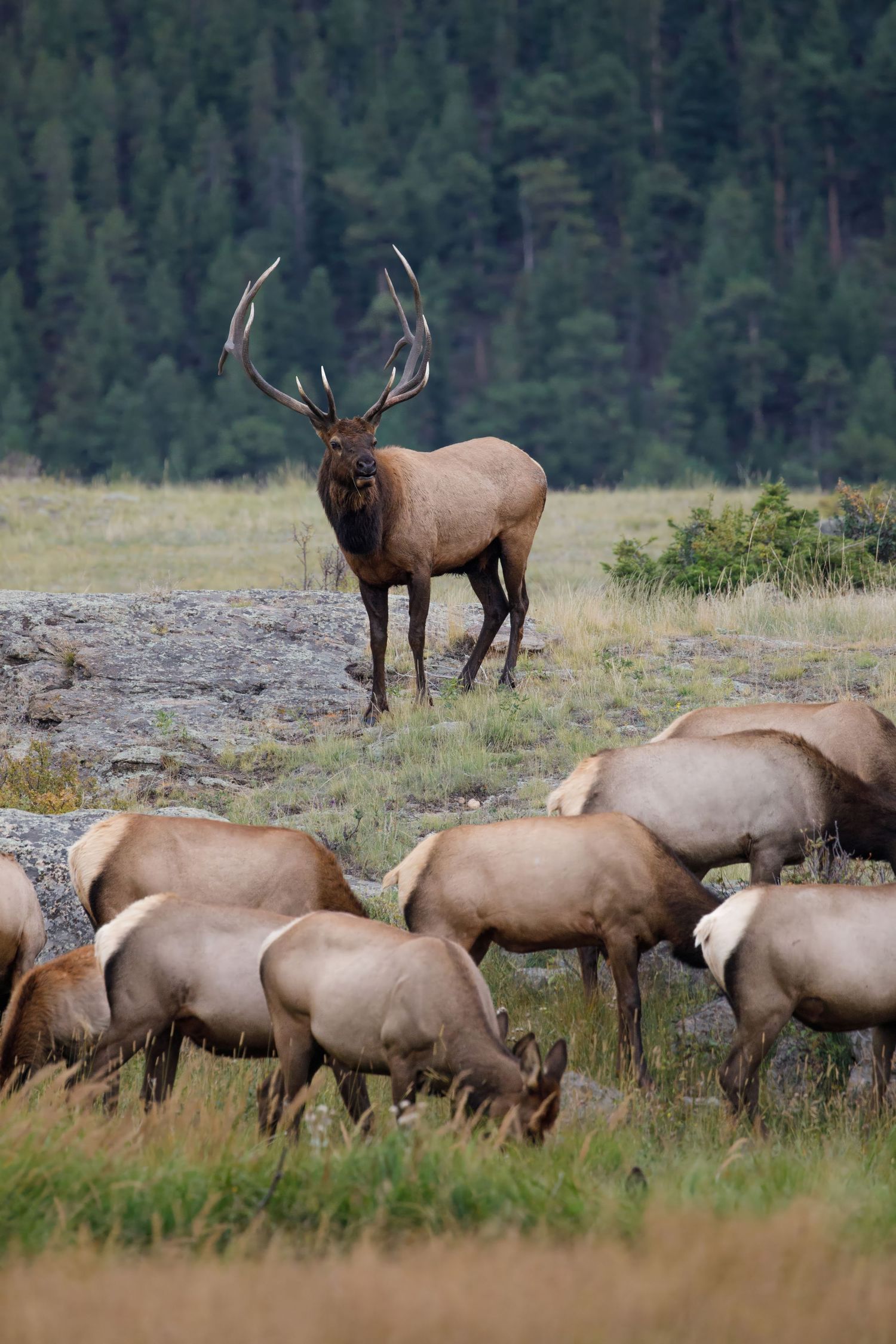 Large bull elk watches over herd grazing in mountain meadow.