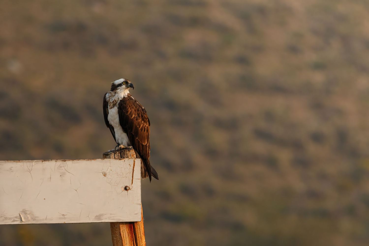 Bald eagle perched on a wooden post against a mountainous backdrop.