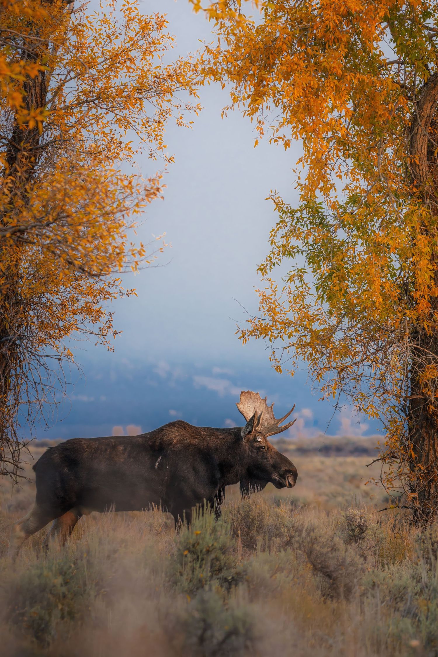 Bull moose walks through autumn brush with golden trees in background.