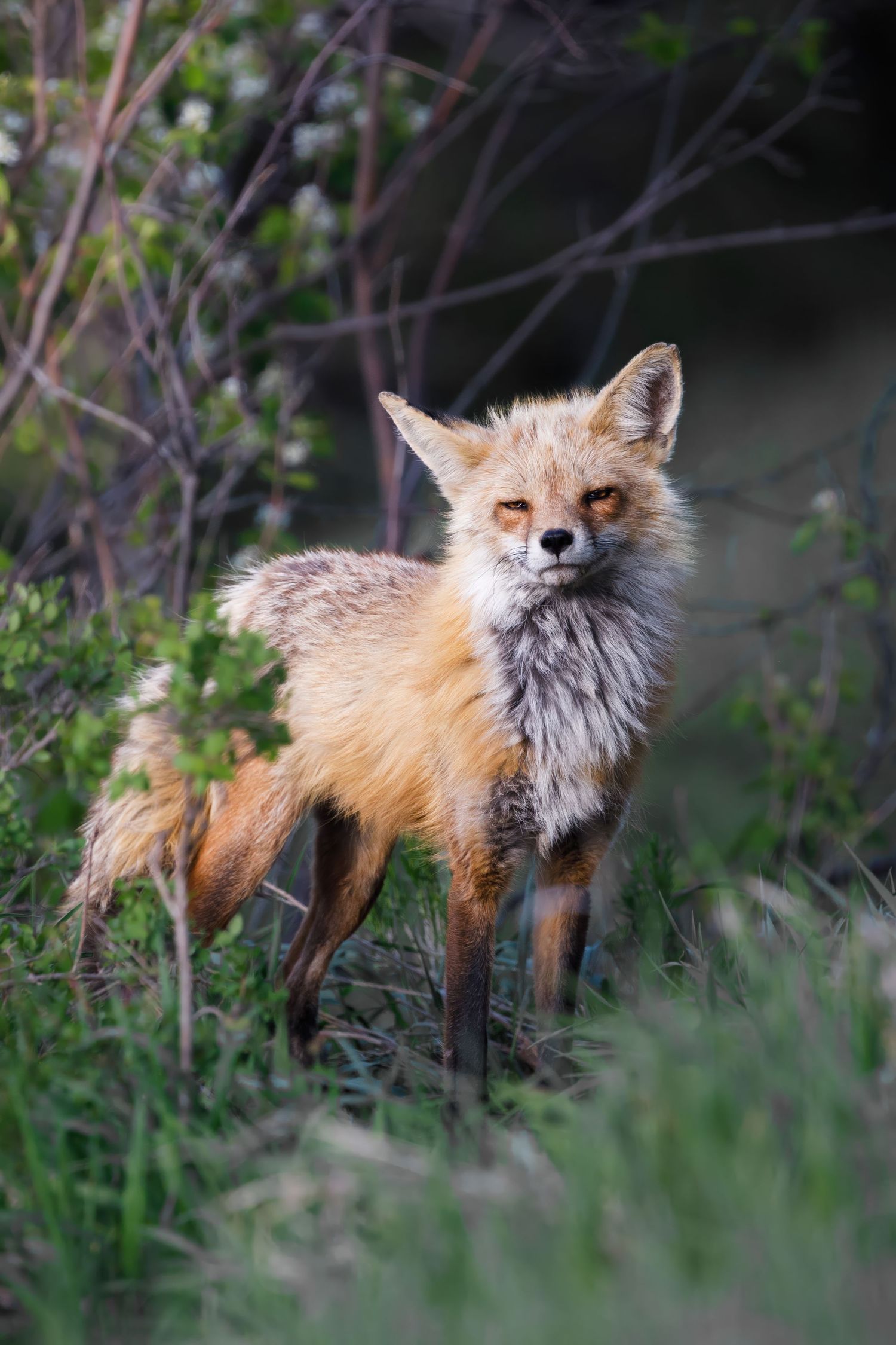Red fox with thick winter coat stands among brush in natural habitat.
