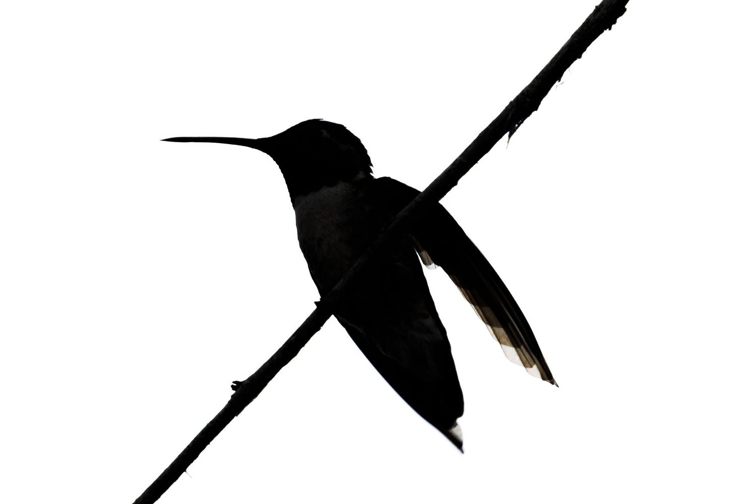 Silhouette of a hummingbird perched on a diagonal branch against white background.
