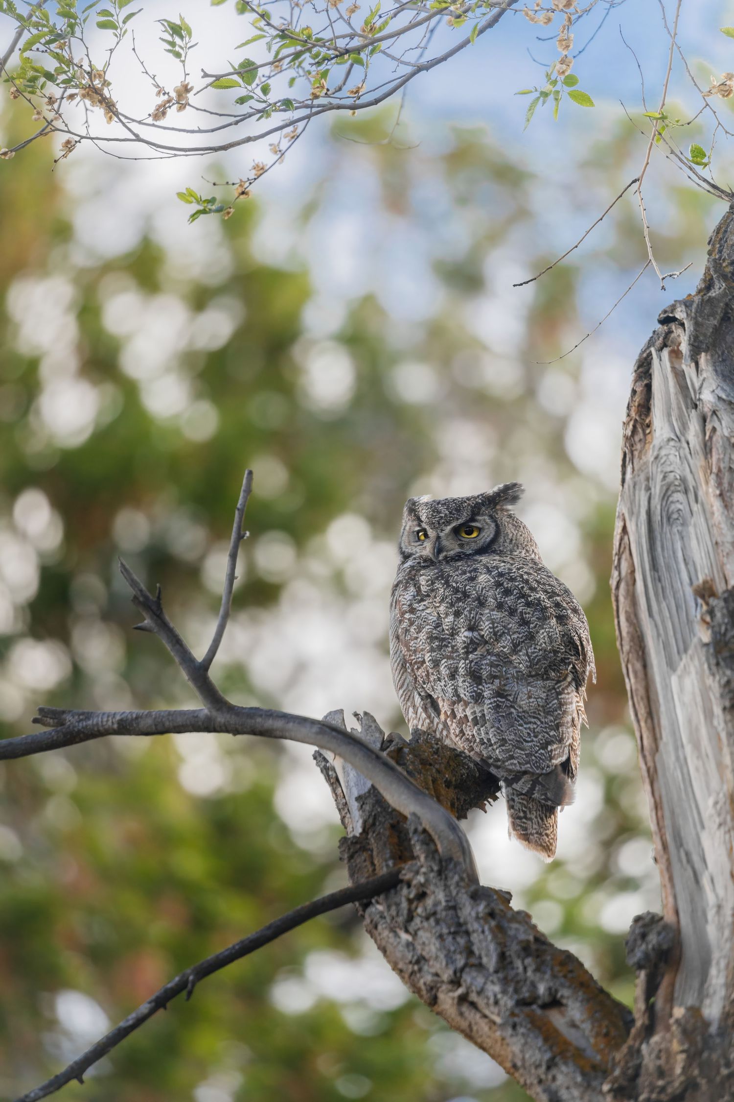 Great horned owl perched on a broken tree branch against blurred foliage.