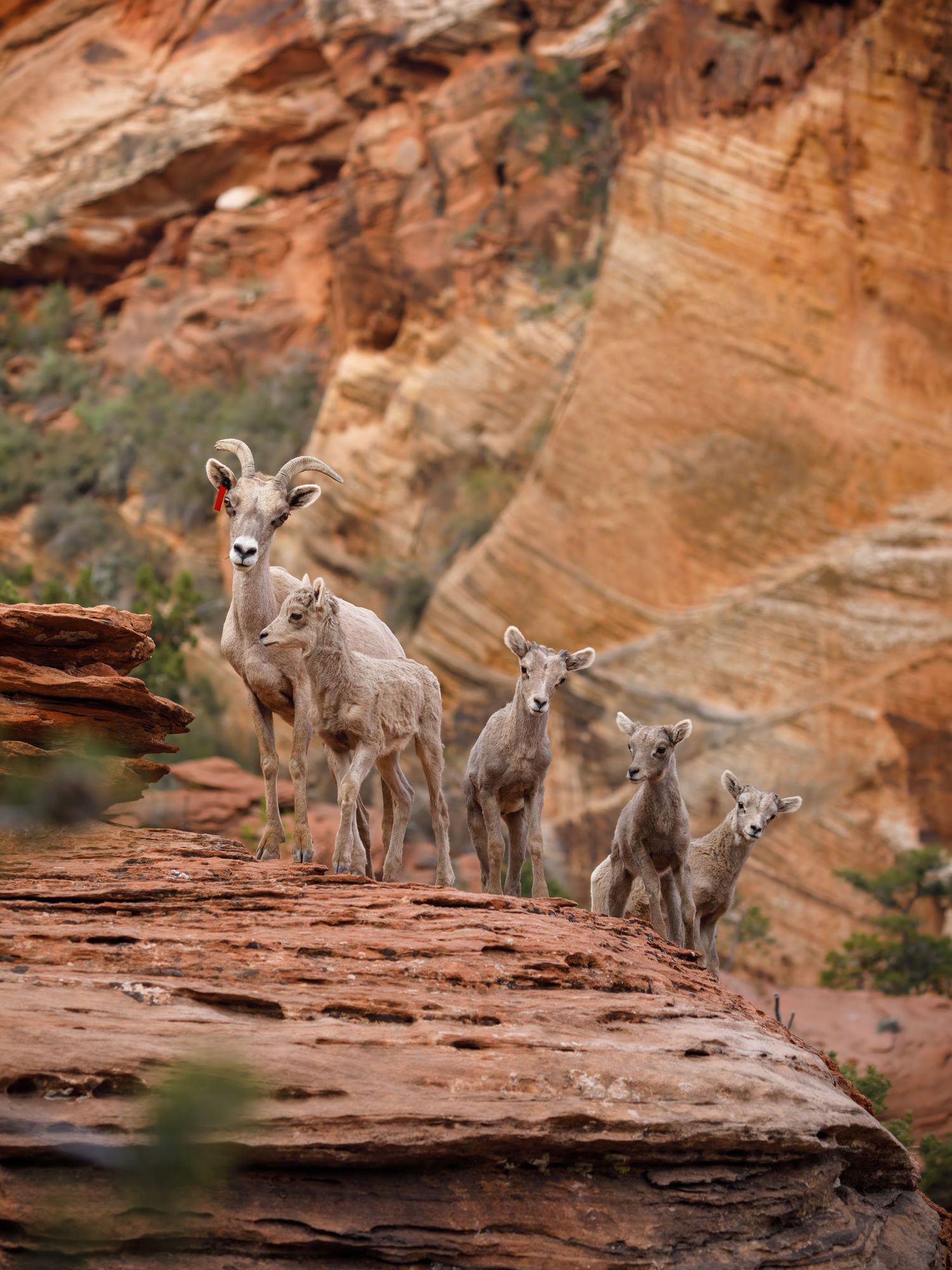 Young bighorn sheep exploring rocky terrain in desert landscape.