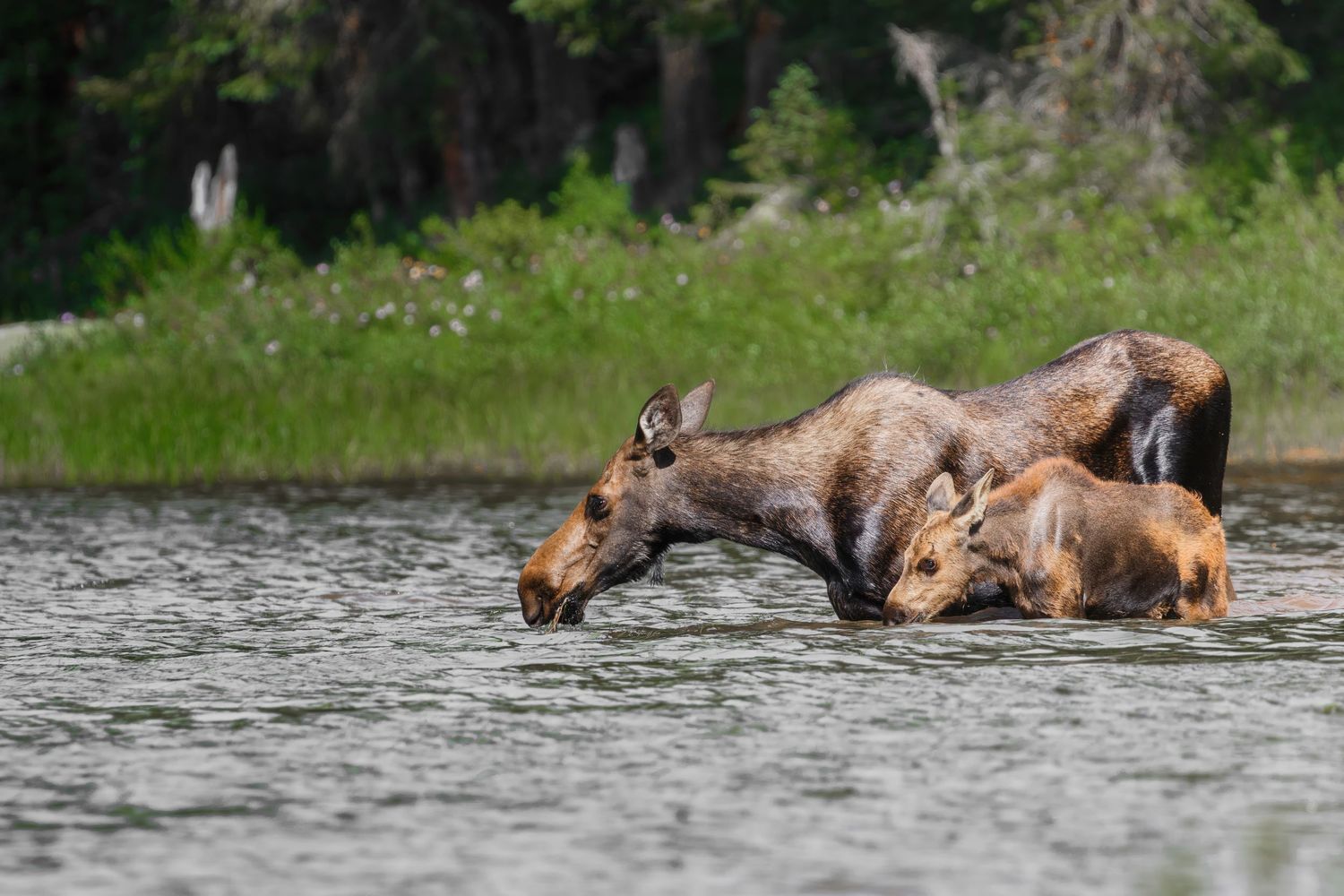 Moose and calf crossing through lake water near wooded shoreline.