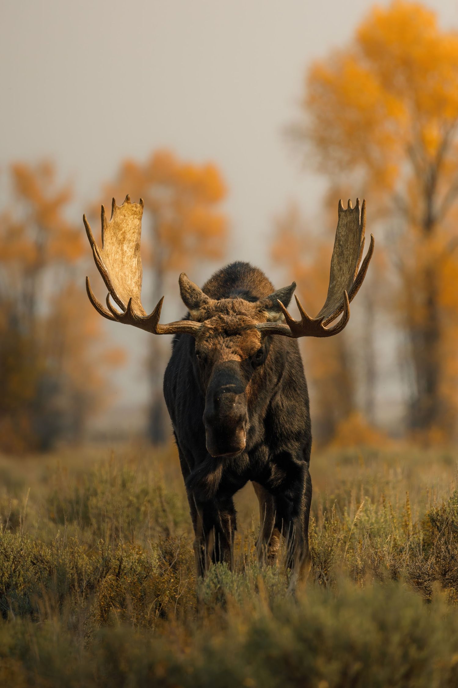 Two moose graze in sagebrush with autumn trees in the background during golden hour.