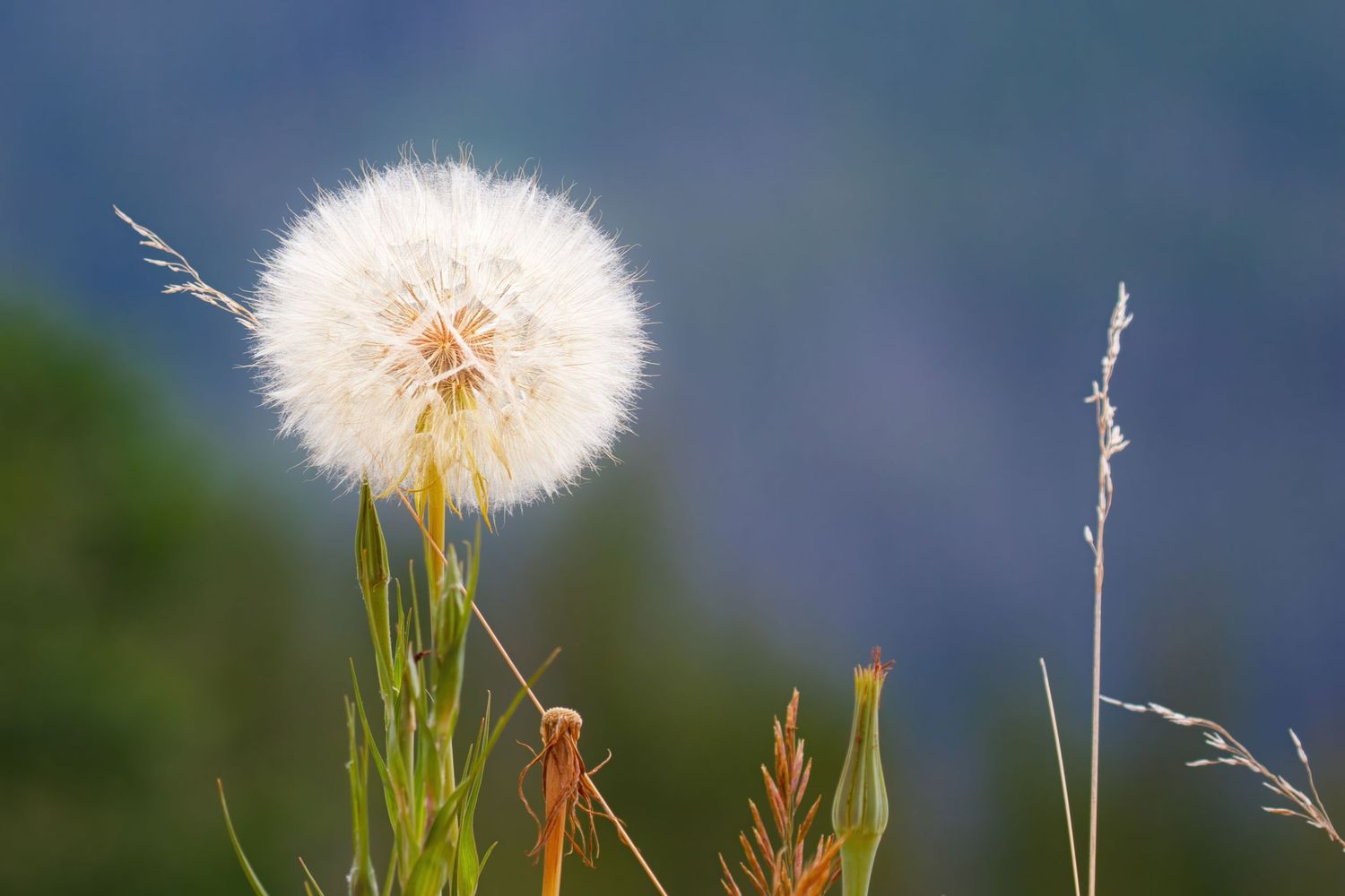 Delicate dandelion seedhead against a soft blue sky background.