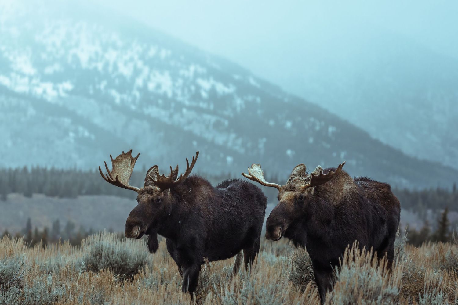 Herd of bull moose grazing together in mountain meadow with snow-capped peaks behind.