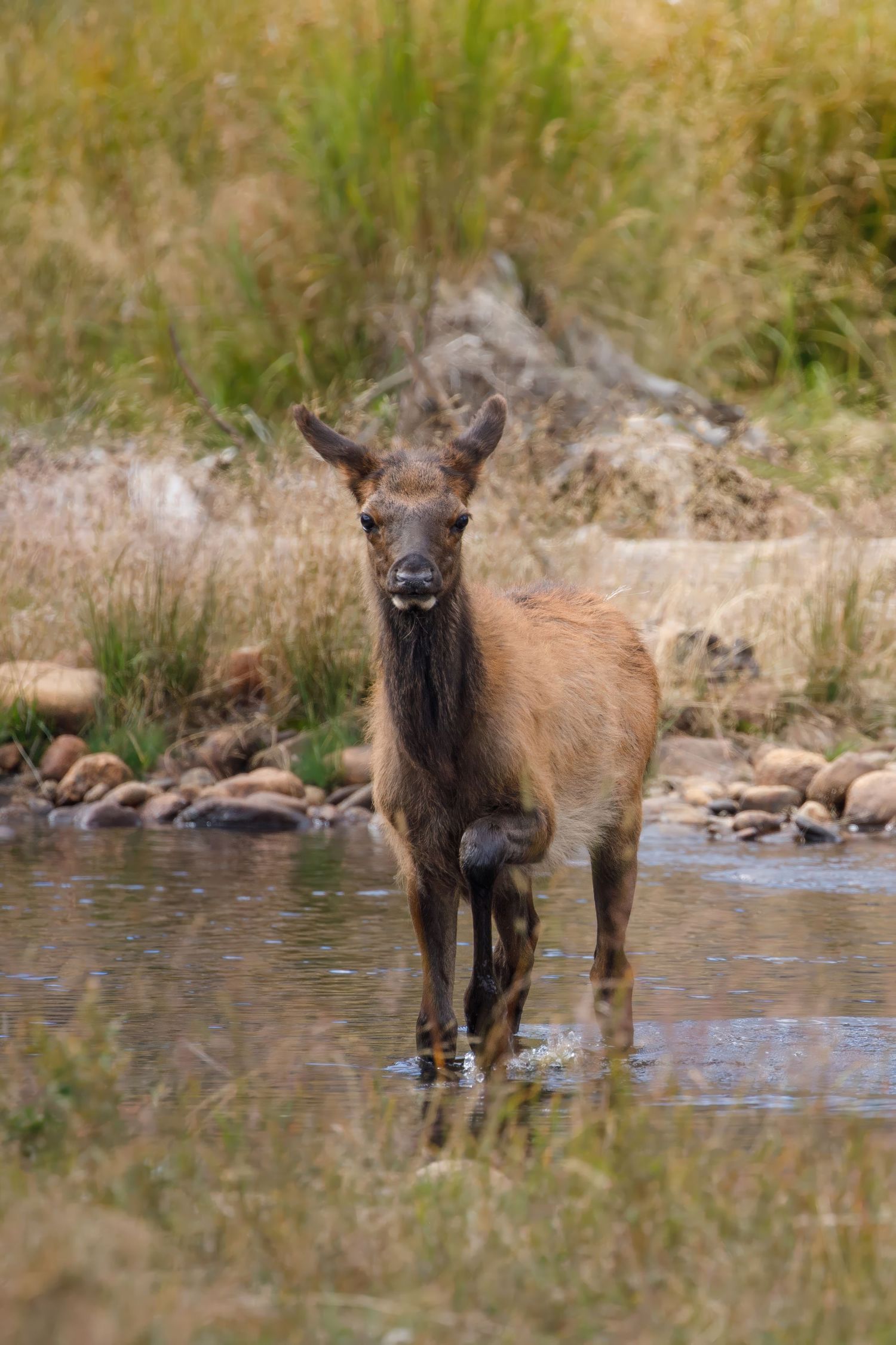 Young elk calf standing in shallow stream with rocky shoreline.