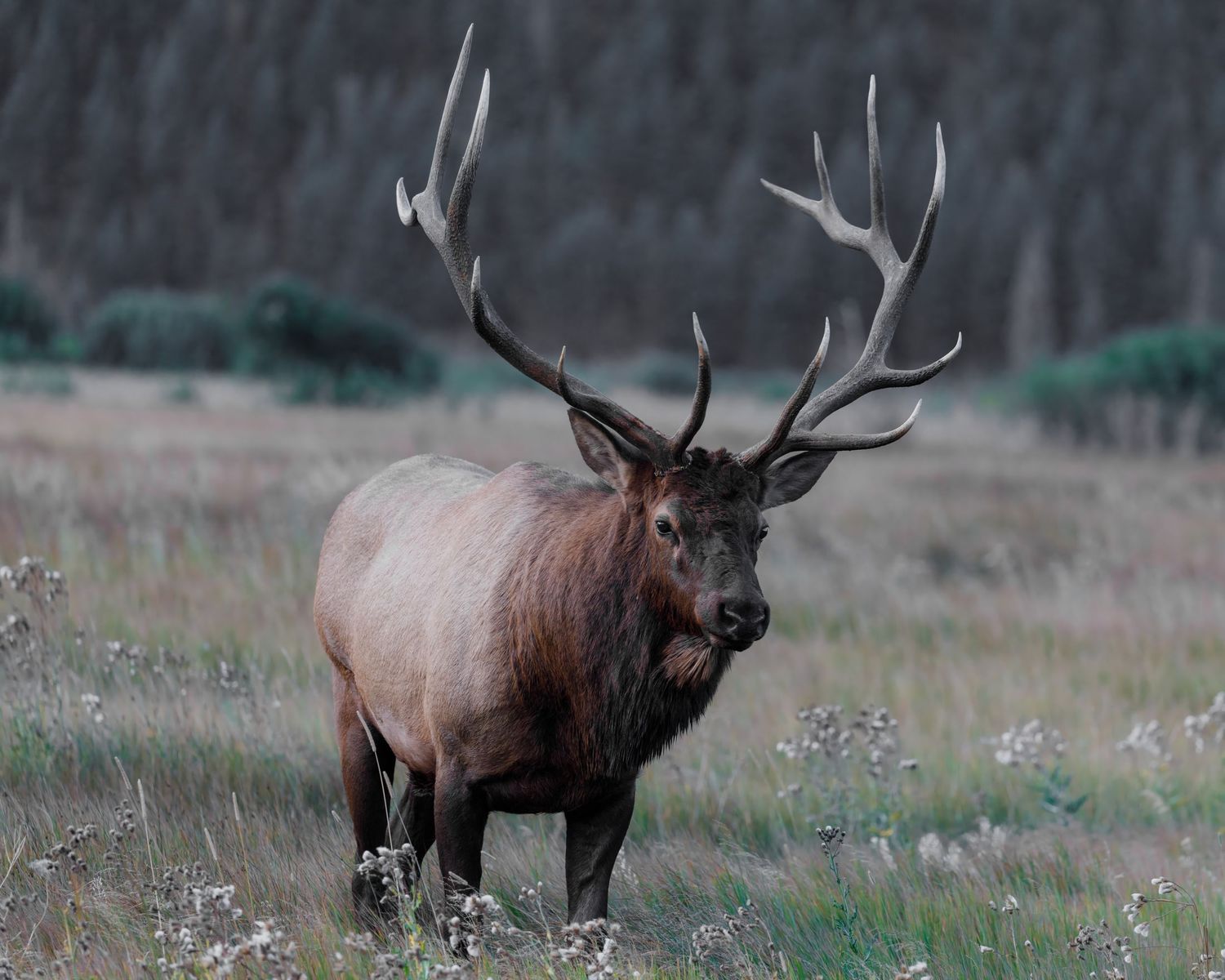 Bull elk with large antlers grazing in mountain meadow during early morning light.