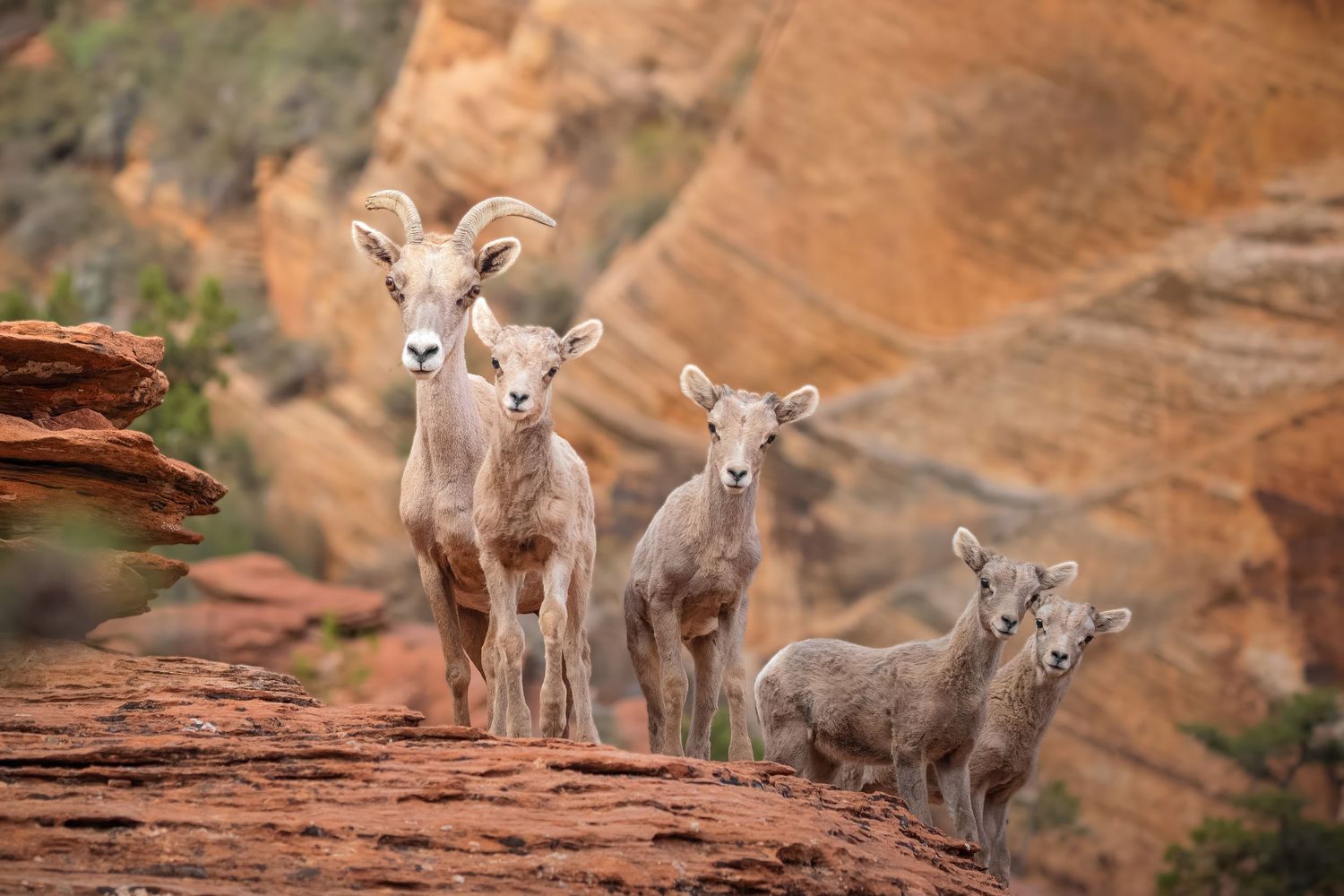 Young desert bighorn sheep lambs gather on red rock formations in their natural habitat.
