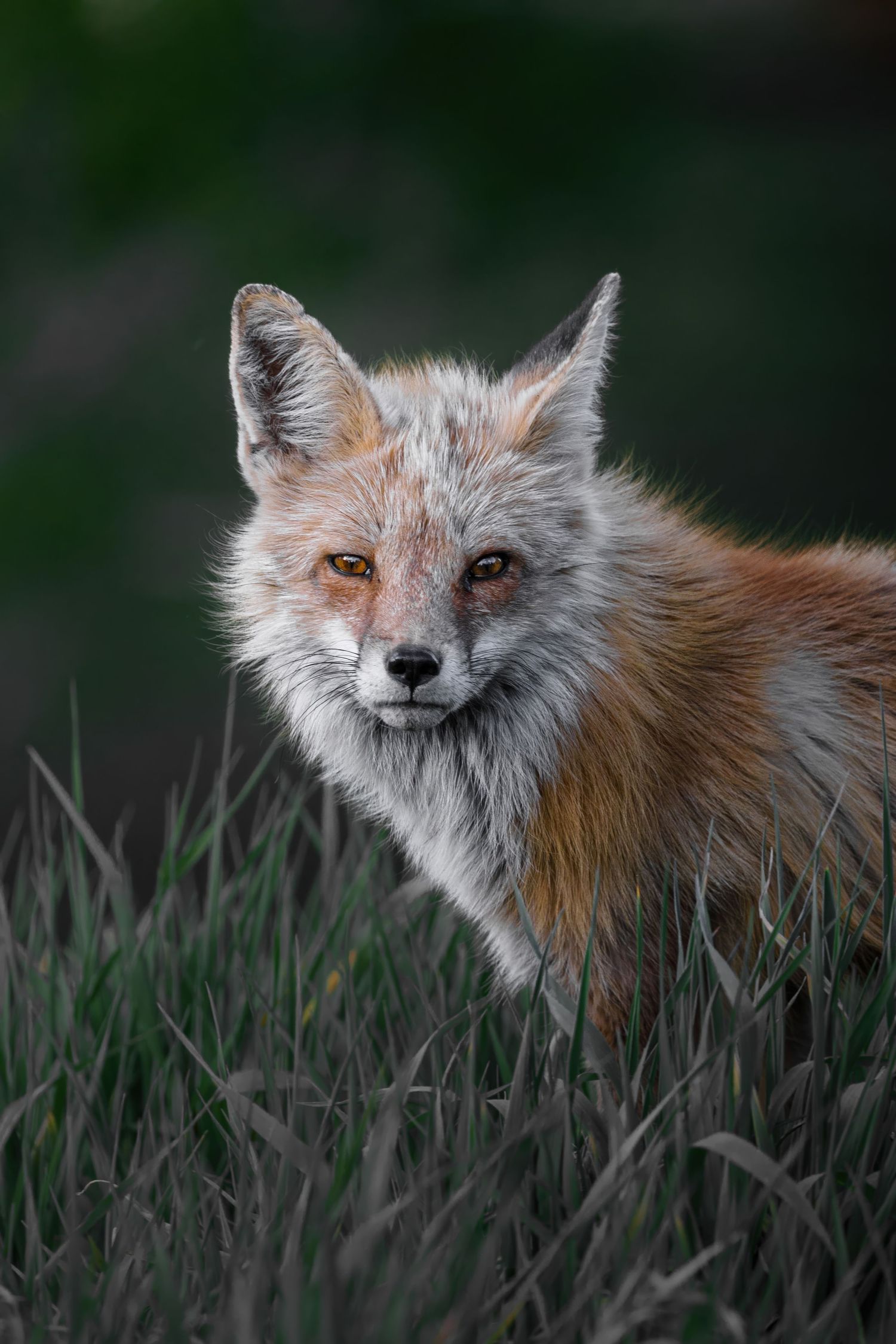 Red fox portrait series showing different angles of its face against dark background.