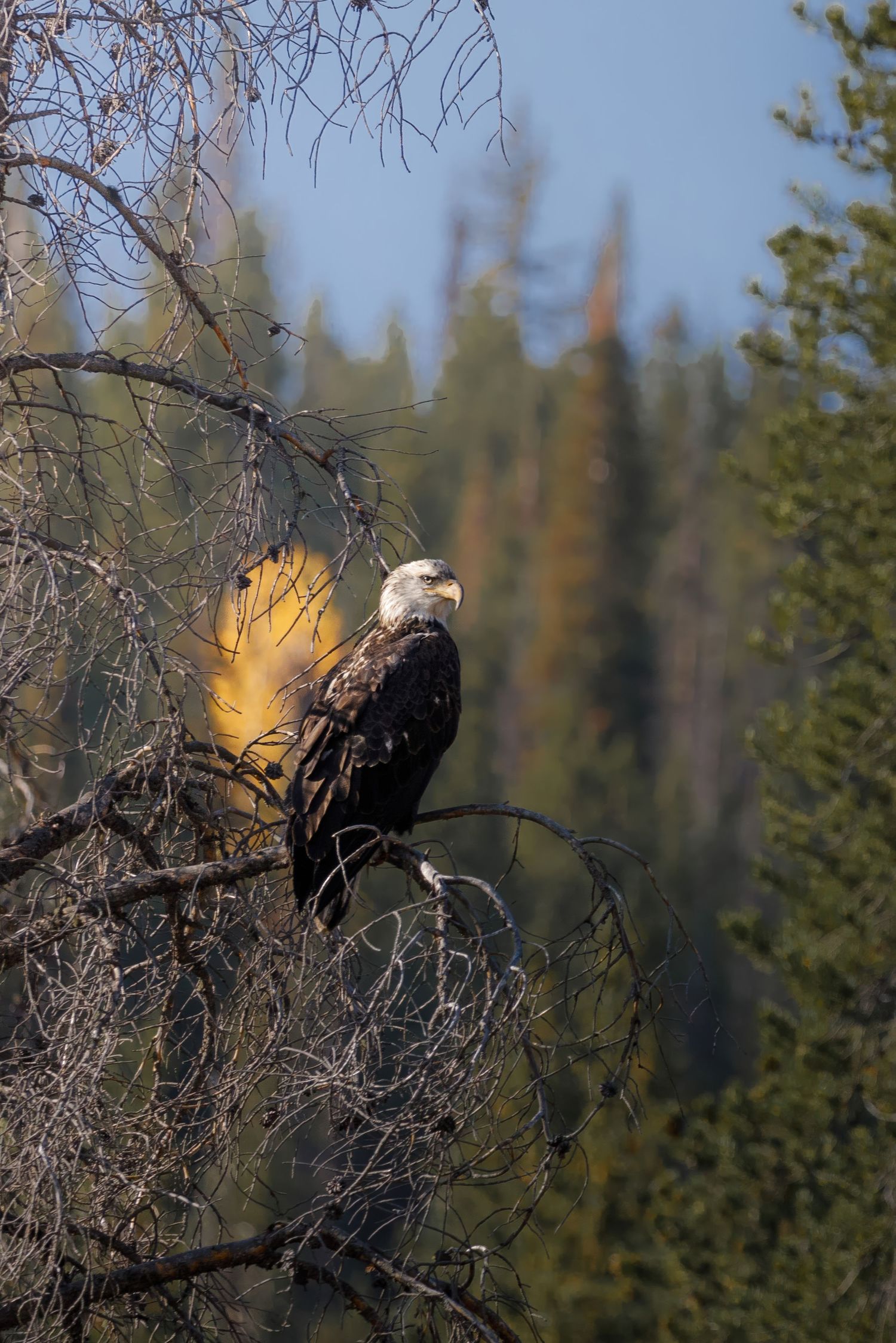 Two bald eagles perched in bare tree branches against blue sky.