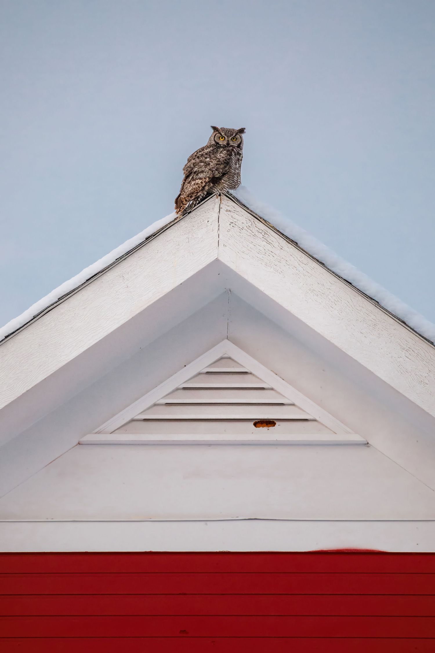 Great horned owl perches on peak of white and red building against pale blue sky.