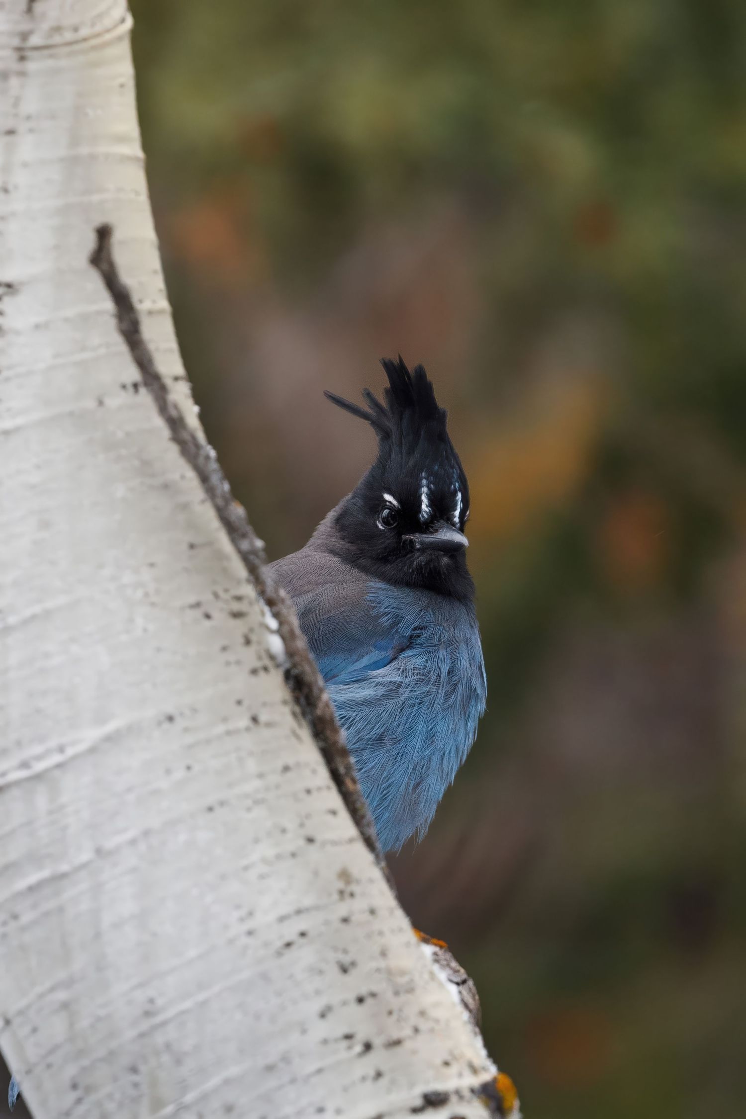 Steller's Jay with distinctive blue feathers perched on white birch tree bark.