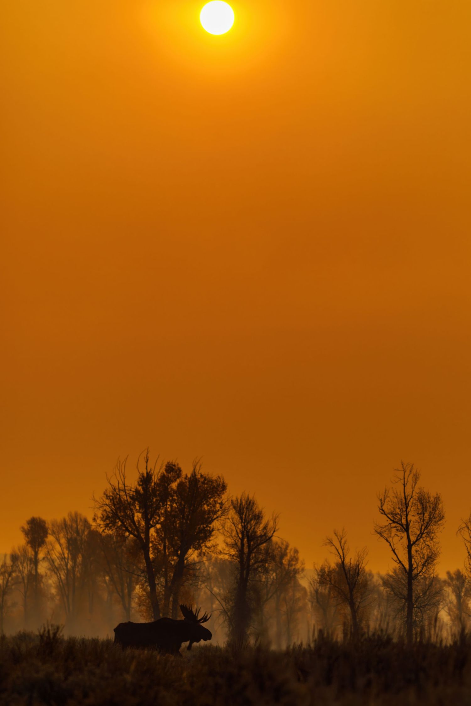 Large moose silhouette stands out against an intense orange sunset and treeline.