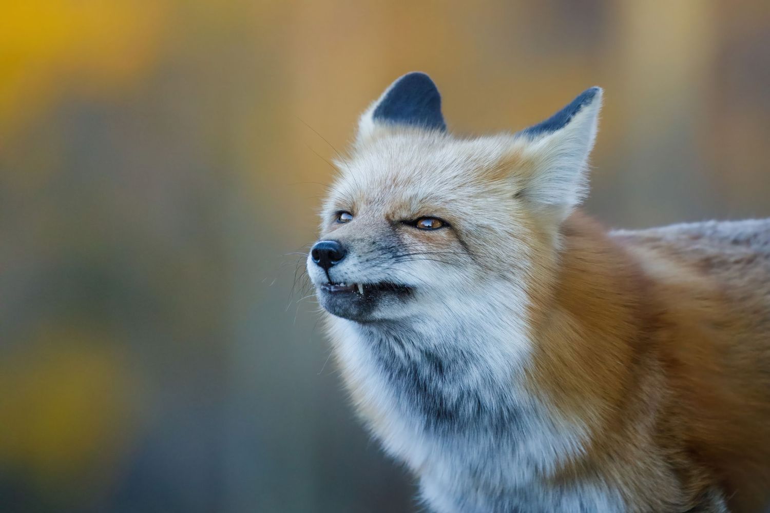 Close-up profile of red fox with fluffy winter coat against warm-toned background.
