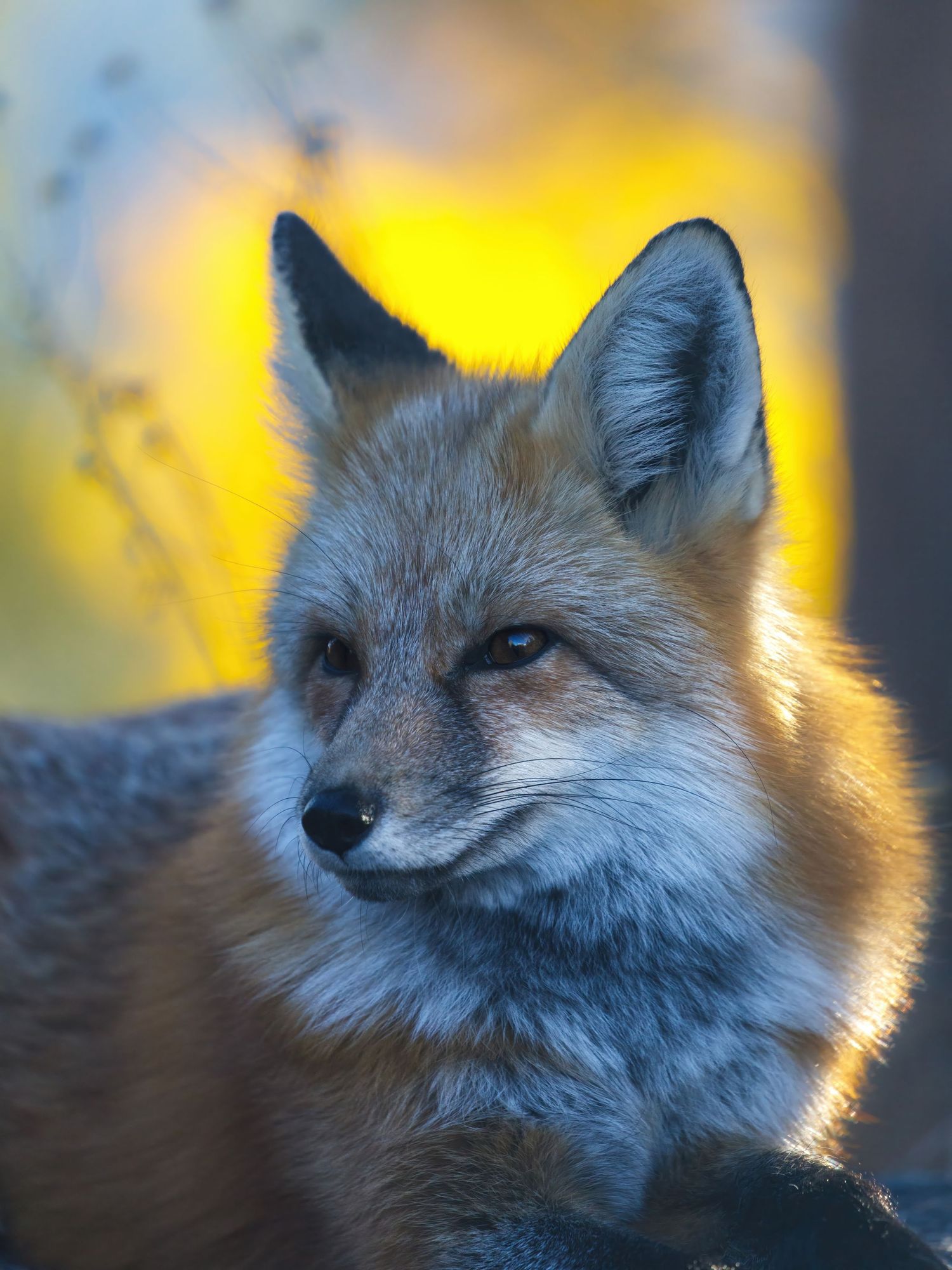 Red fox portrait with silver-tipped fur illuminated by golden sunset light.