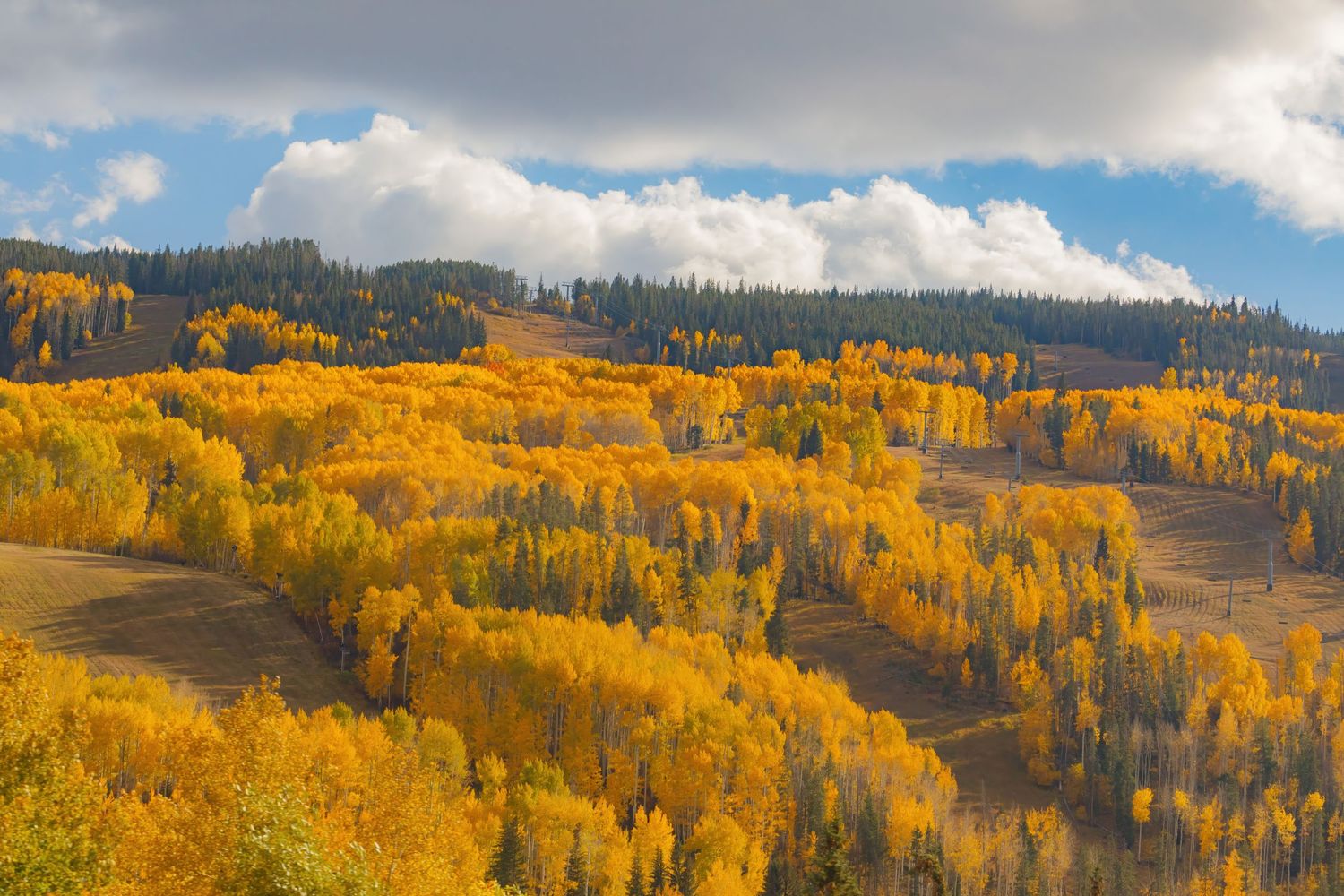 Rolling hillsides covered in golden aspen trees showcase Colorado's vibrant fall colors.