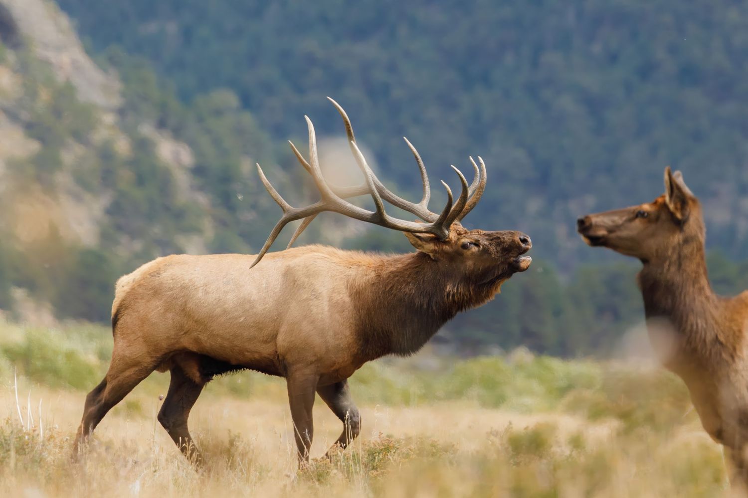 Bull elk bugling with cow elk in mountain grassland during mating season.