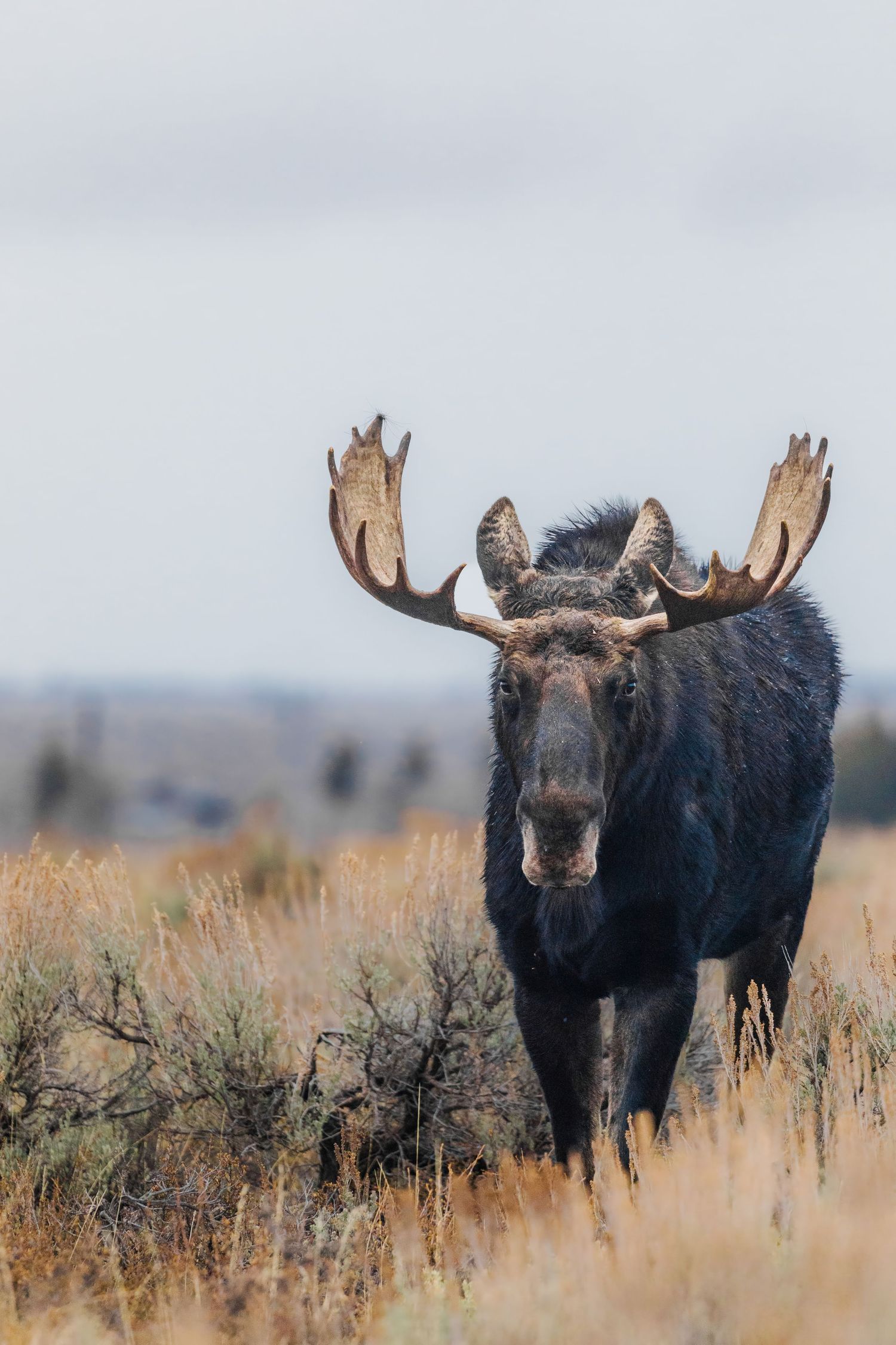 Three bull moose with large antlers standing alert in sage brush field.