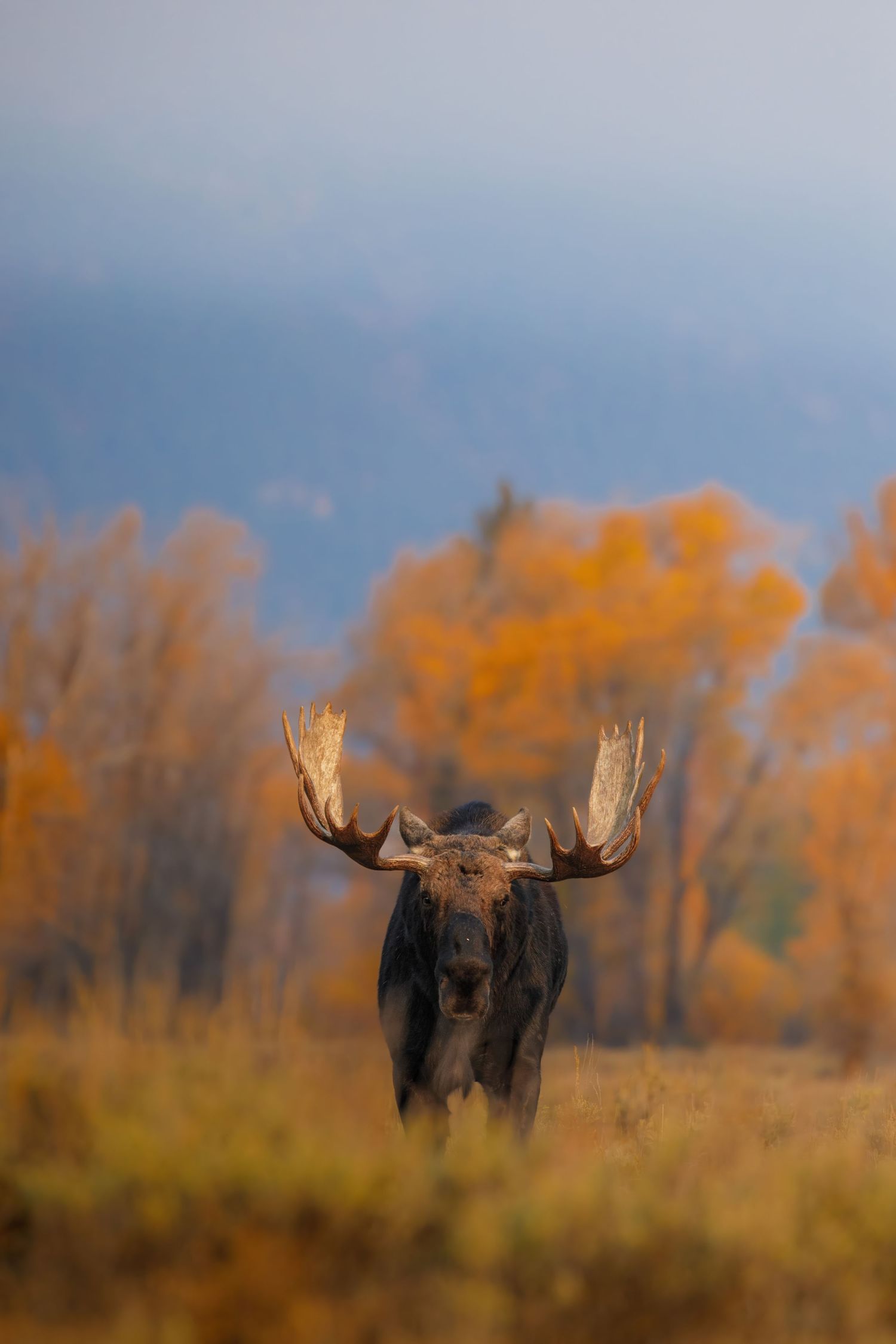 Bull moose silhouetted against golden autumn trees in morning light.