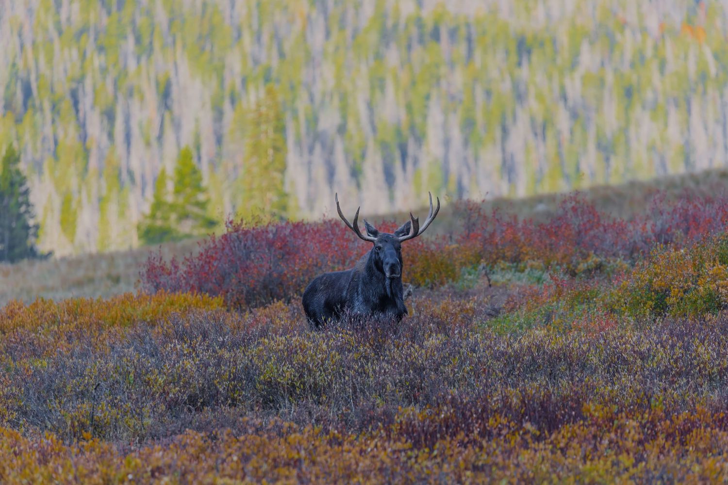 Bull moose grazing in a field of purple wildflowers.