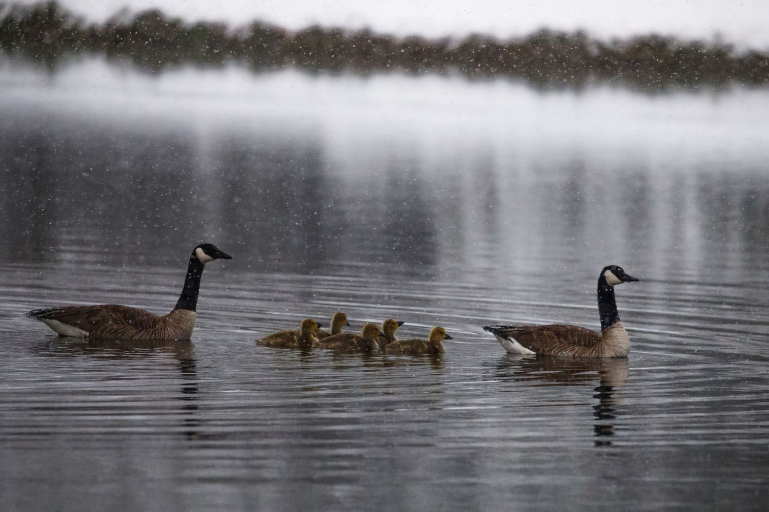 Canada geese family swimming with goslings in misty morning water.
