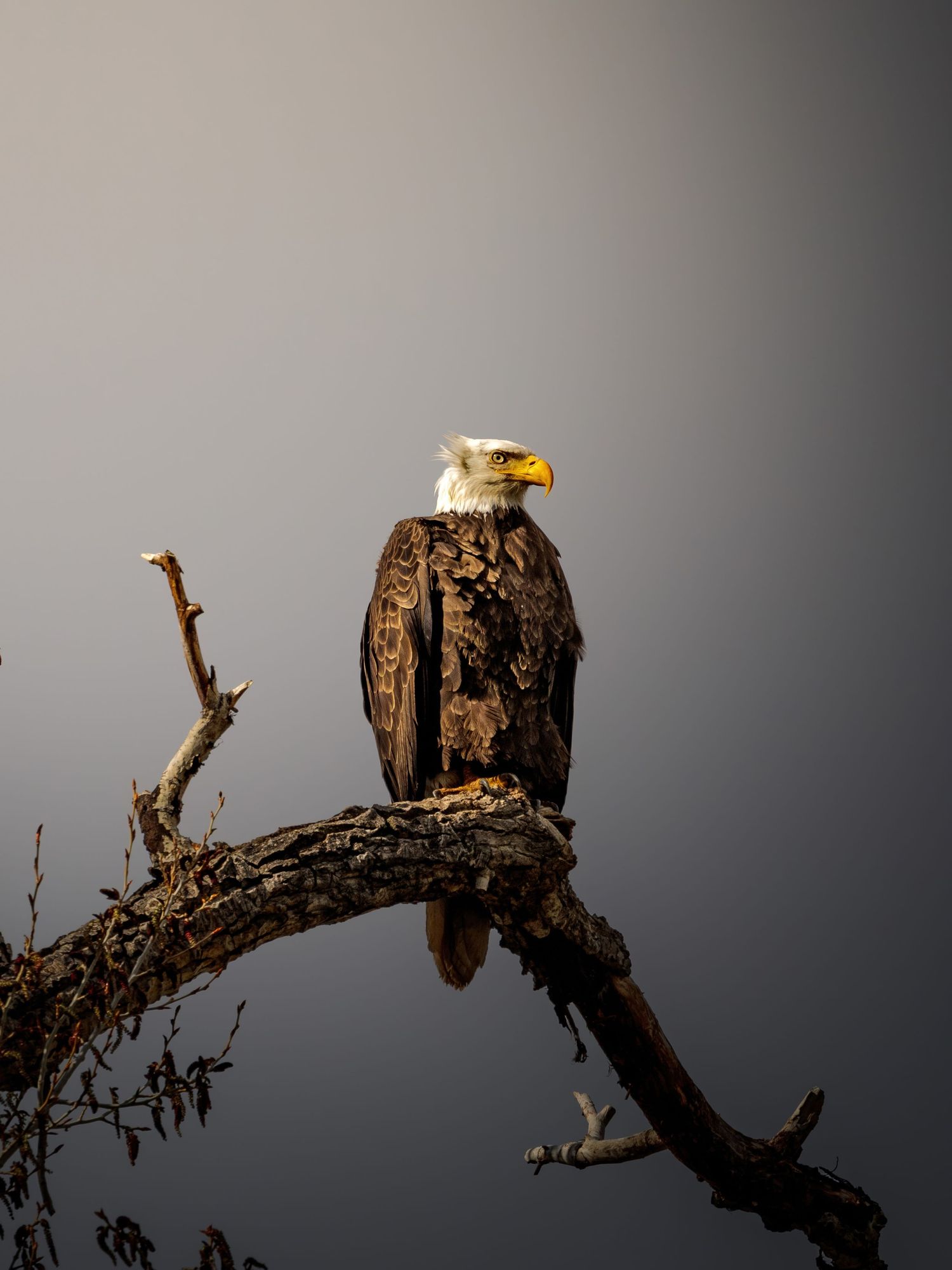 Bald eagle perched on weathered tree stump silhouetted against dramatic gray sky.