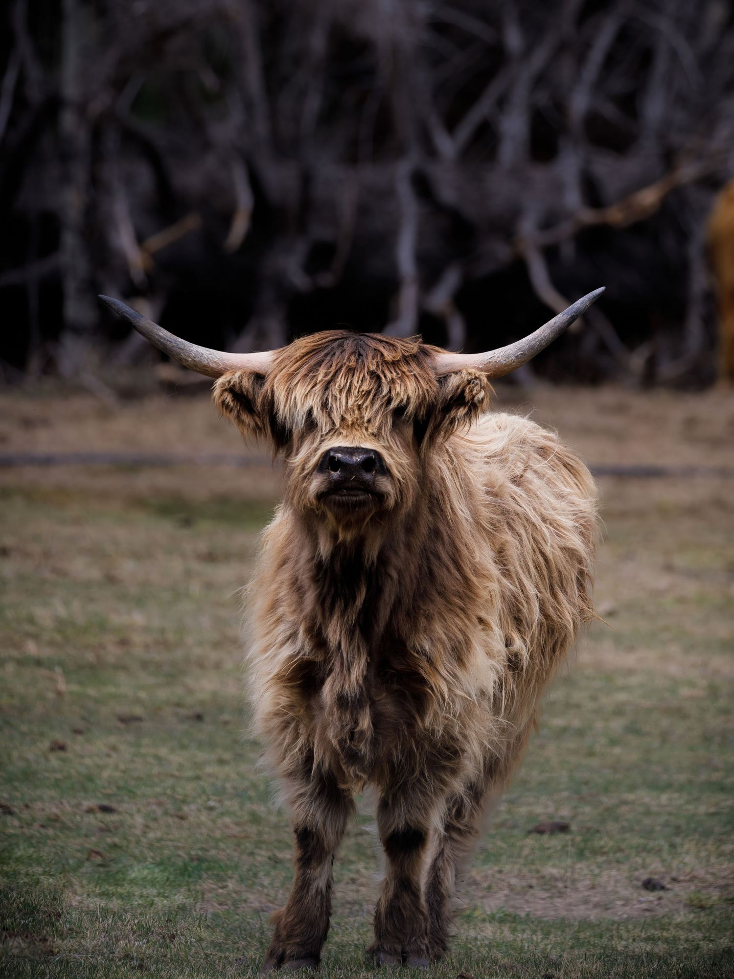 A shaggy Highland cow with long horns stands in a grassy field with trees in the background.