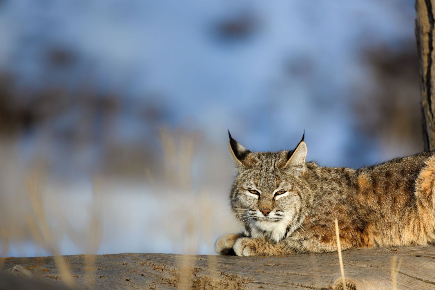 Wild cat lounging in winter setting with distinctive ear tufts visible.