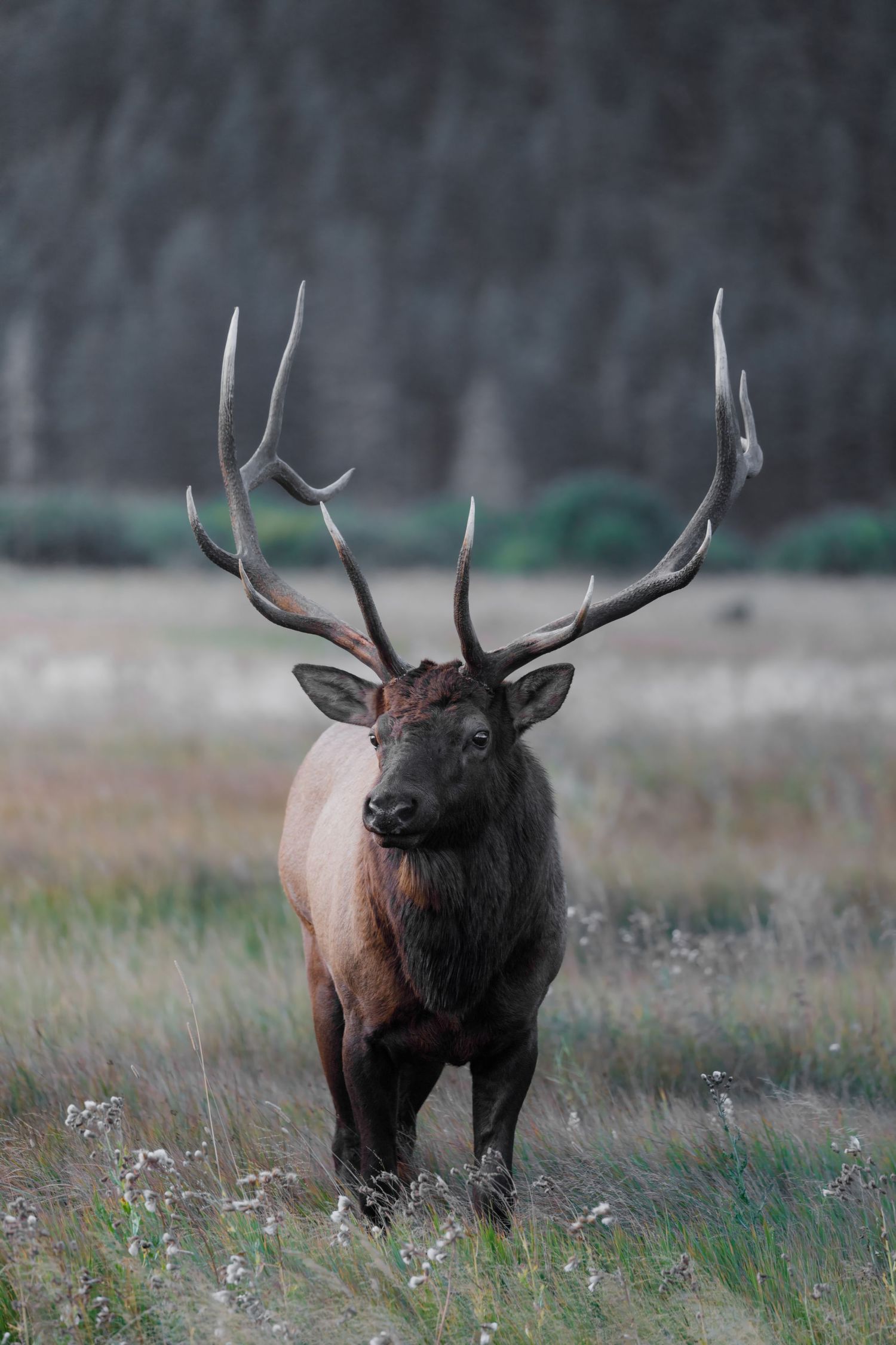 Close-up of bull elk with symmetrical antlers standing in foggy field.