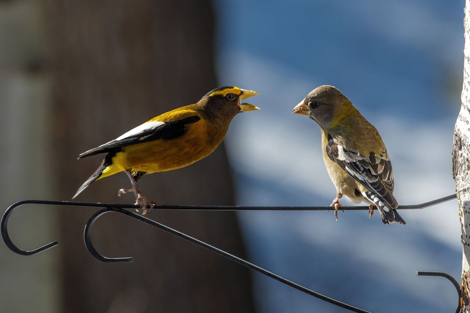 Yellow finches perched on metal hooks against a snowy background.