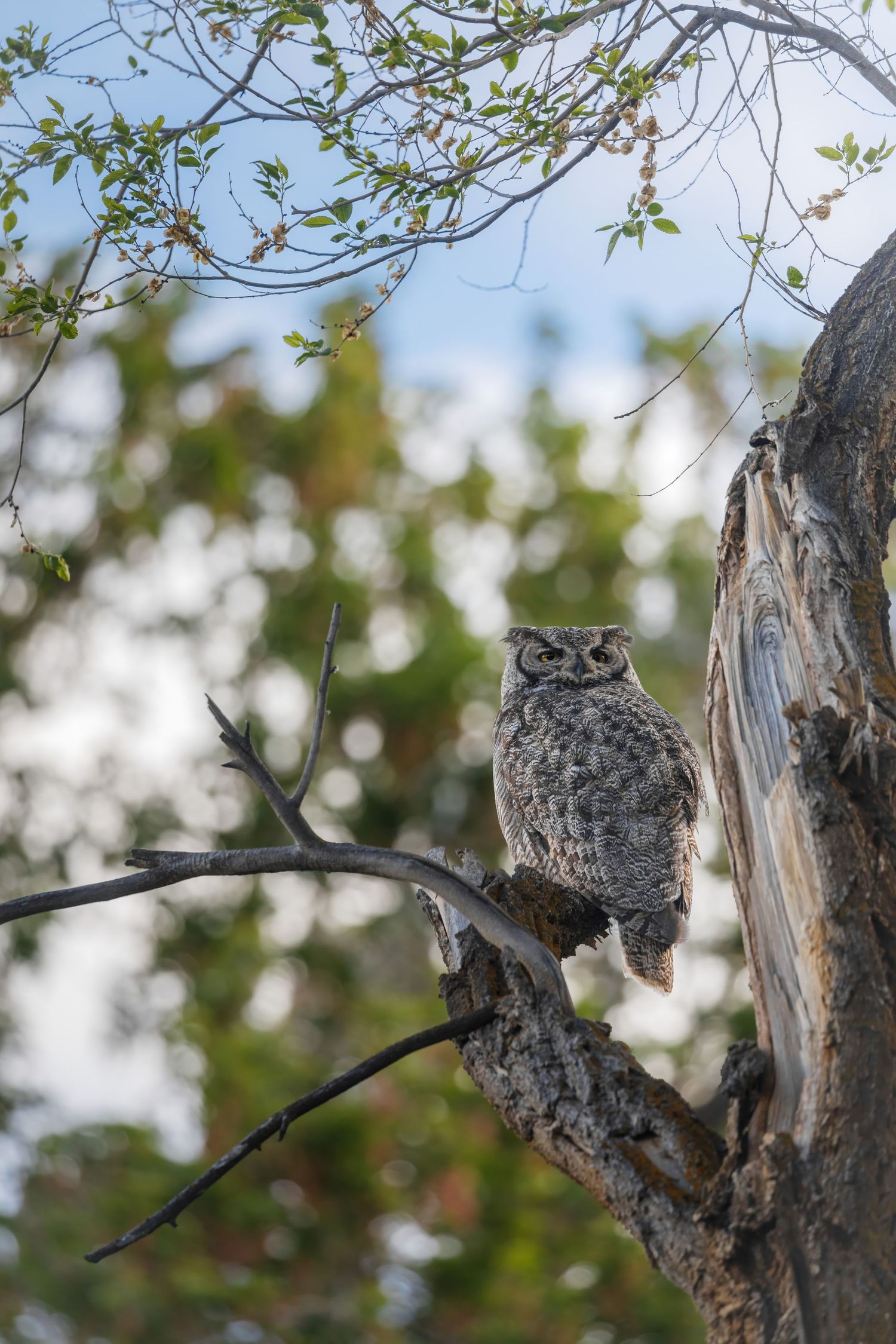 Owl resting on weathered tree branch with soft bokeh background.