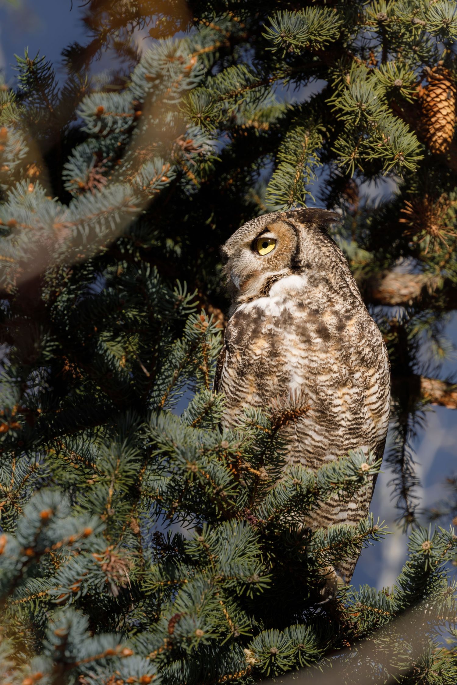 Great horned owl nestled among pine branches, perfectly camouflaged in natural habitat.