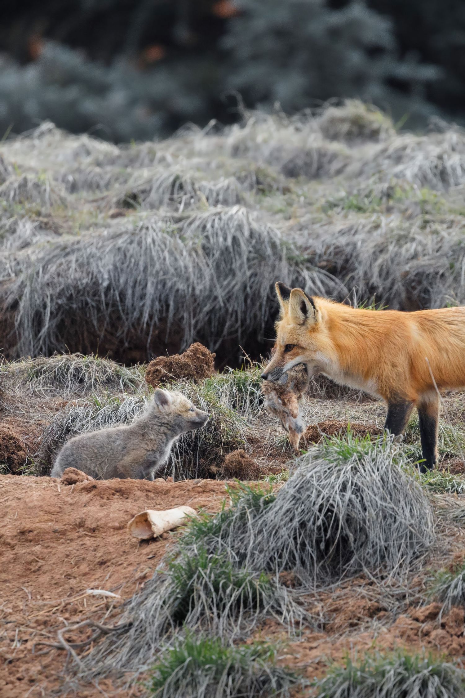Red foxes exploring and resting among dried grass patches.