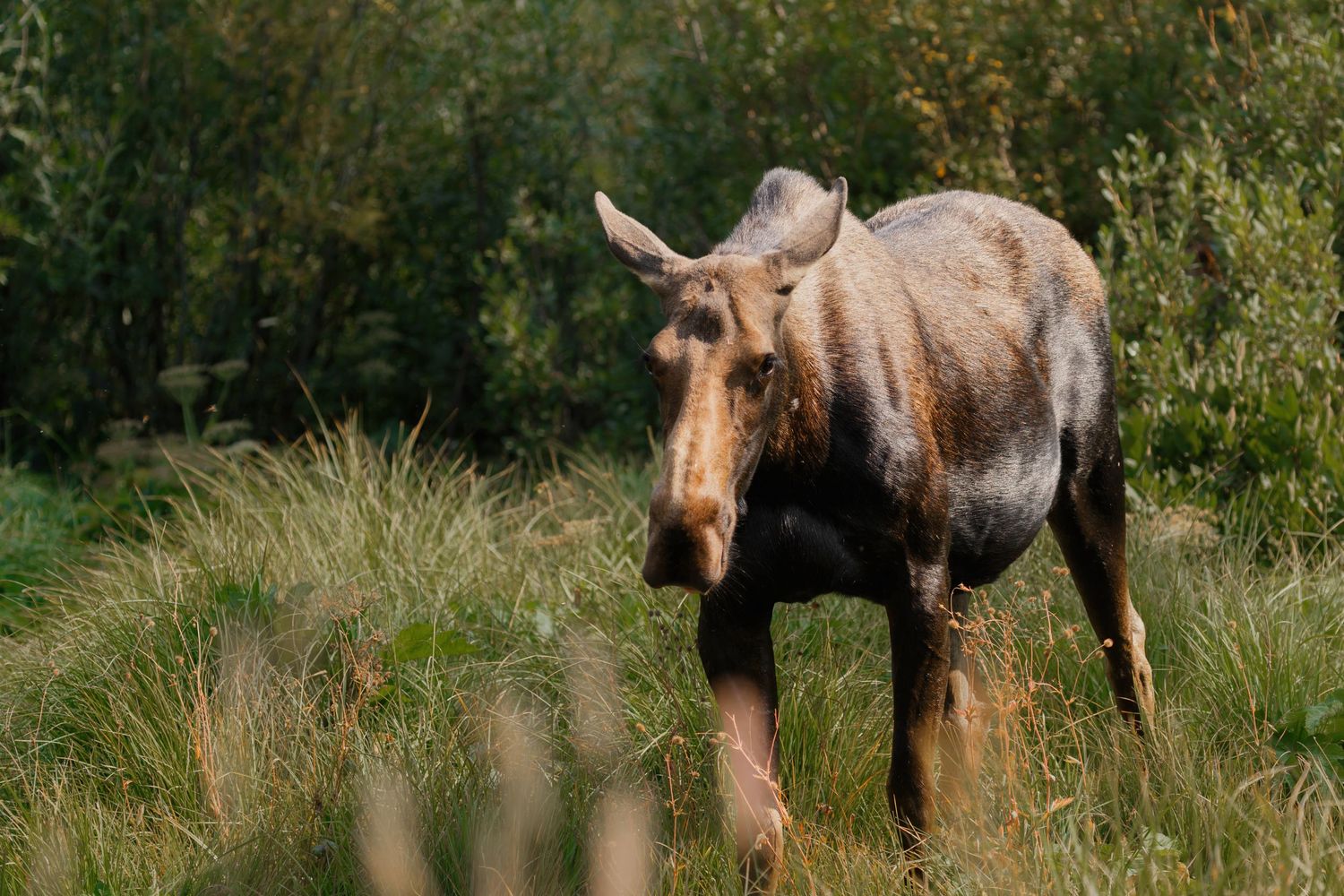 Several moose graze peacefully in a green meadow with shrubs and natural vegetation.