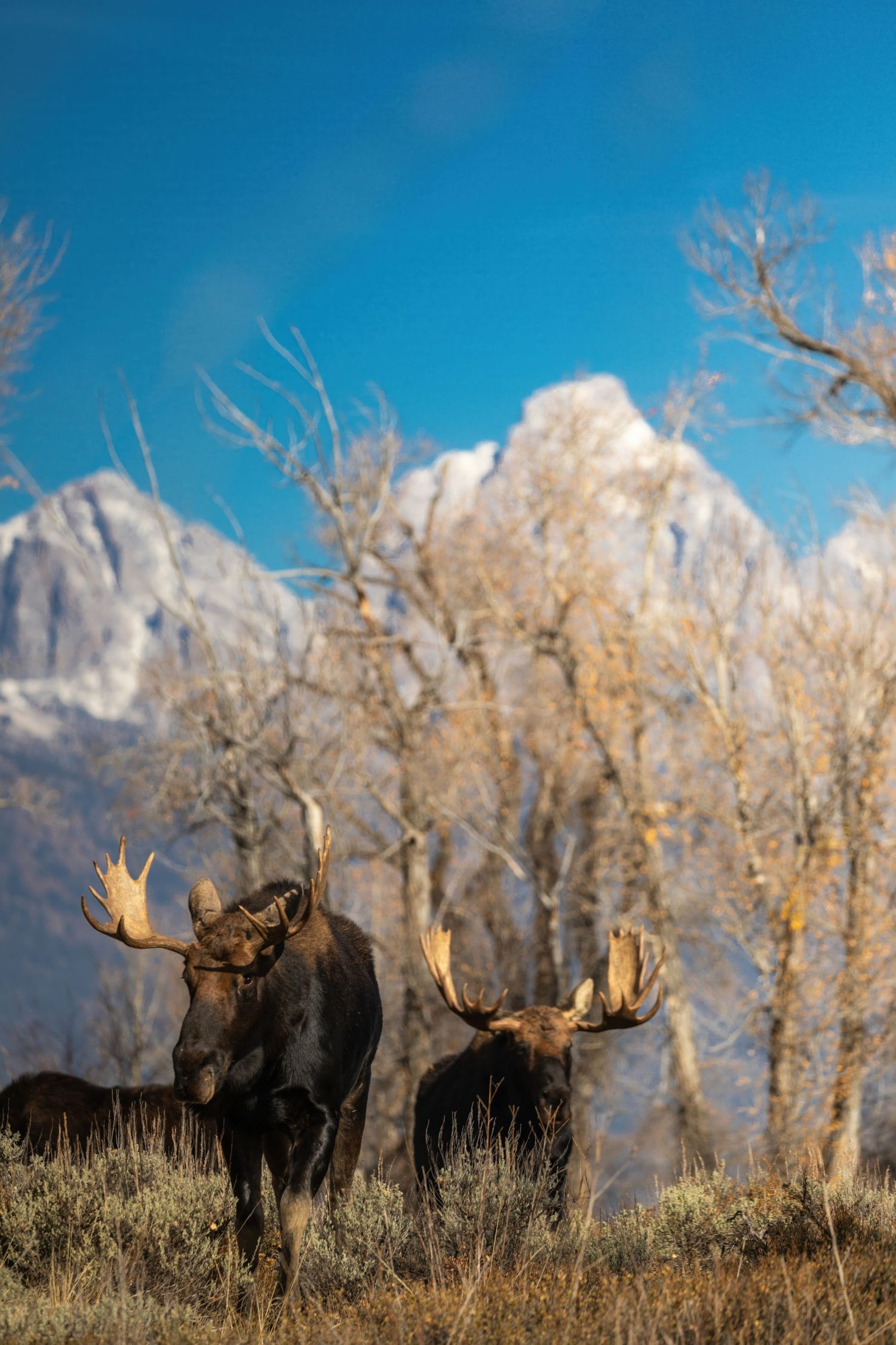 Two bull moose grazing in sagebrush with snow-capped Teton peaks behind.