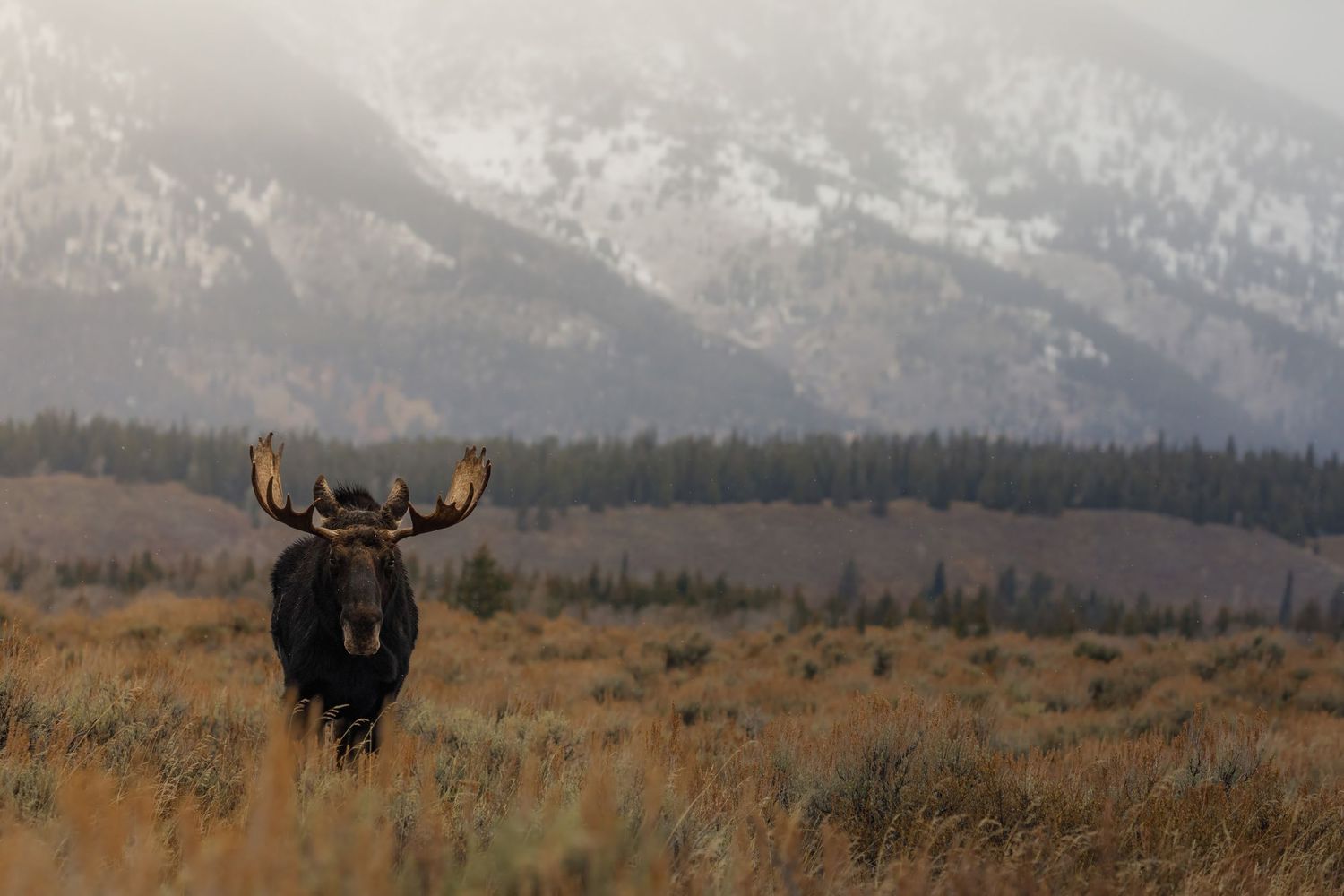 Panoramic view of moose silhouettes against mountainous winter landscape.