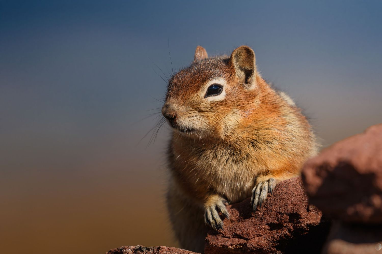 Close-up of chipmunk sitting on red rock with alert expression and fluffy tail.