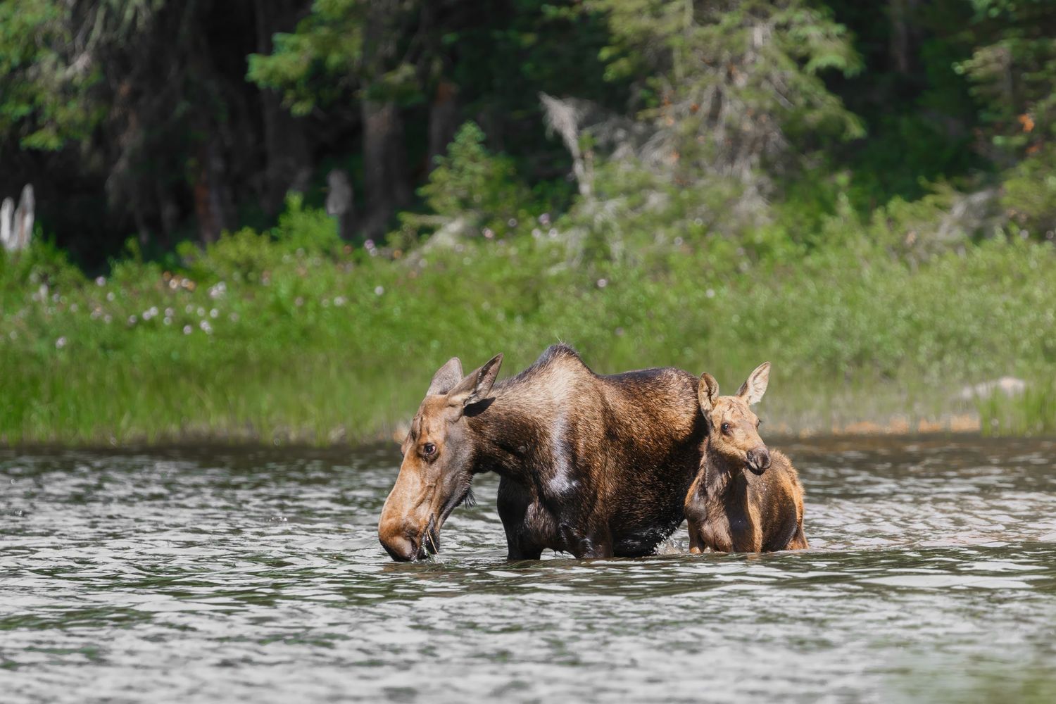 Adult and young moose wading through lake water near tree-lined shore.