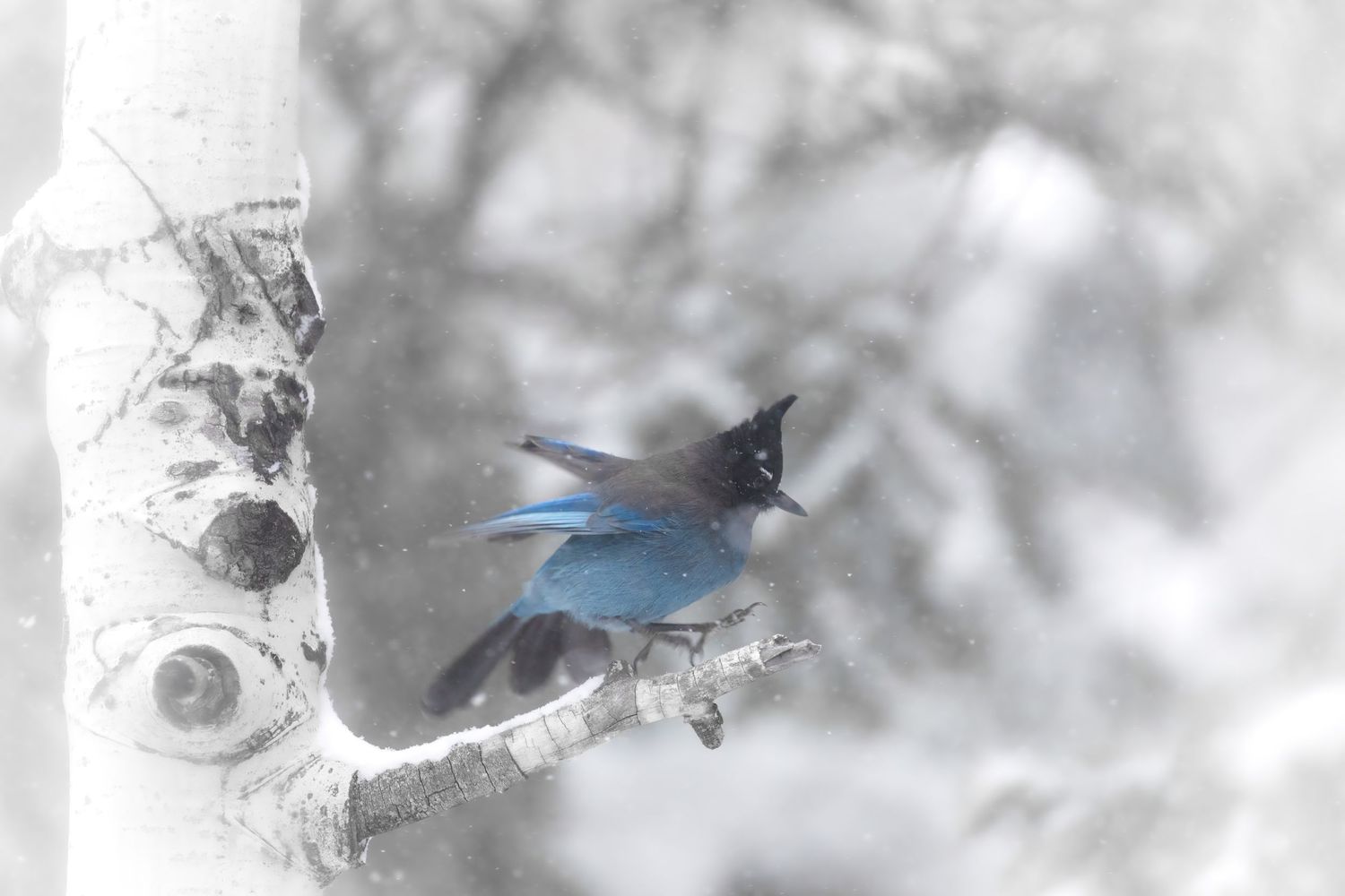 Blue and white birds flutter in a snowy winter landscape.