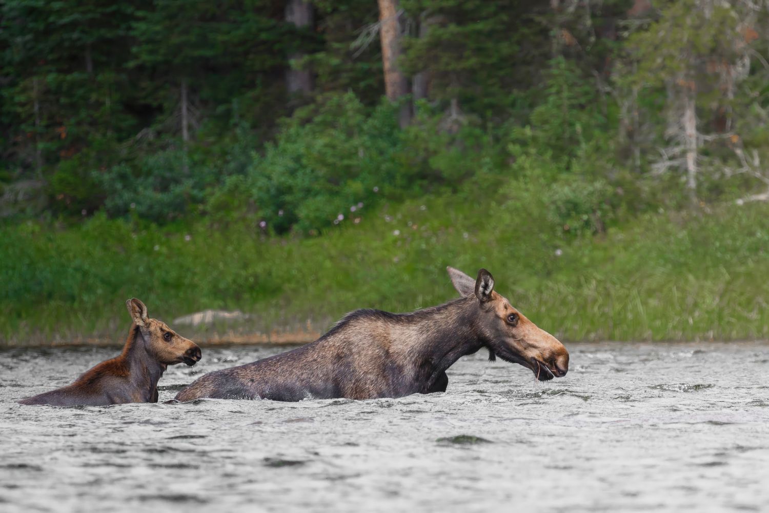 Three moose crossing a lake with wooded shoreline visible behind them.